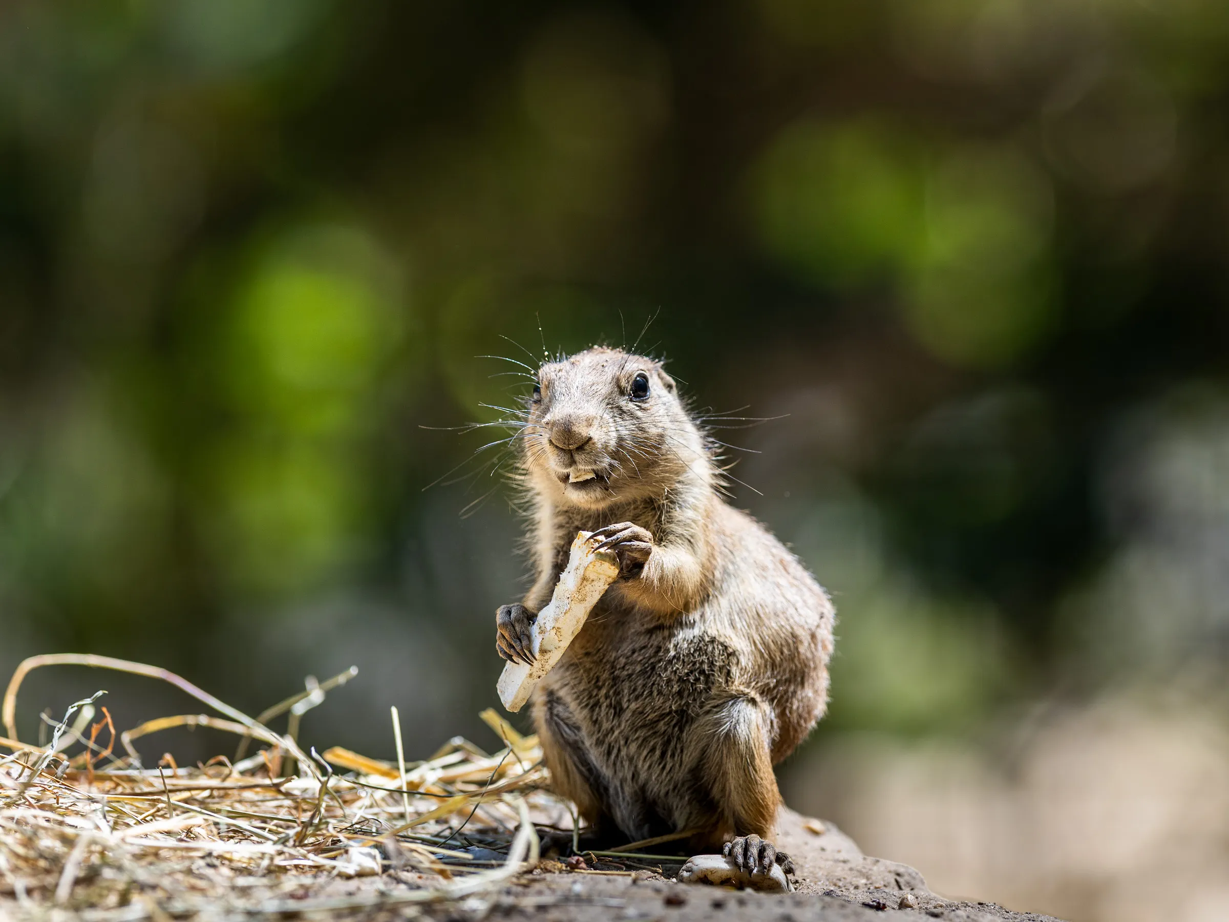 Prairie dog sitting upright, holding a bone in its paws