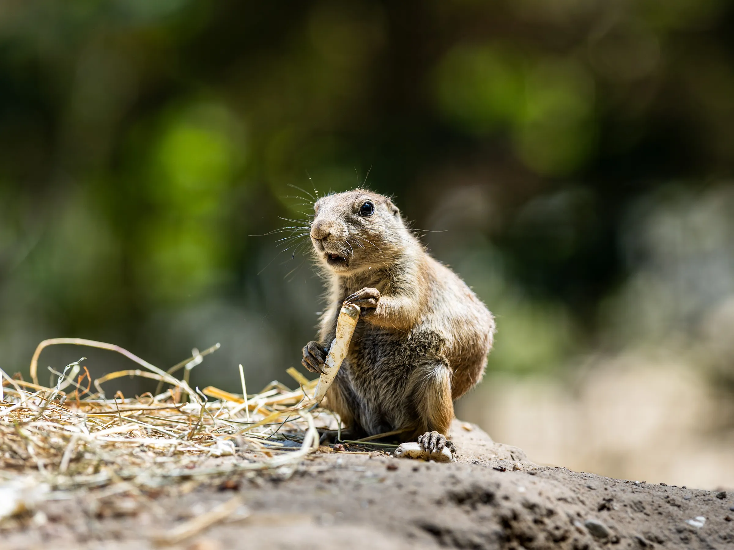 Prairie dog holding a bone up to its mouth
