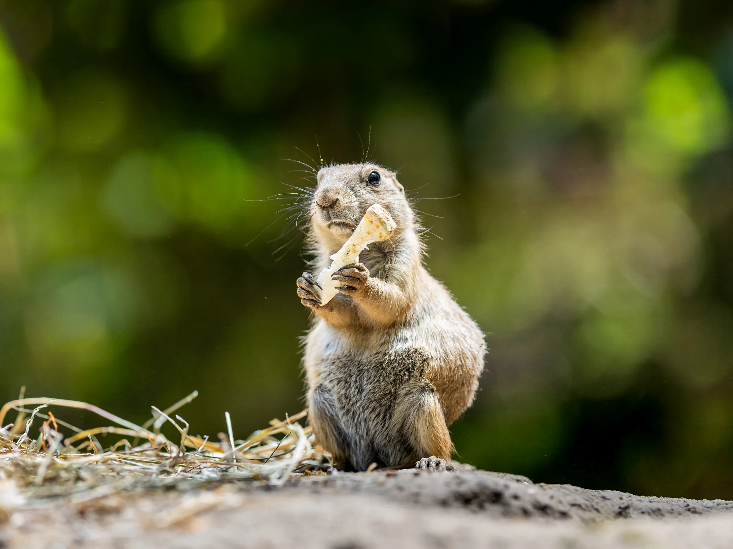 Prairie dog nibbling on a bone held in its paws