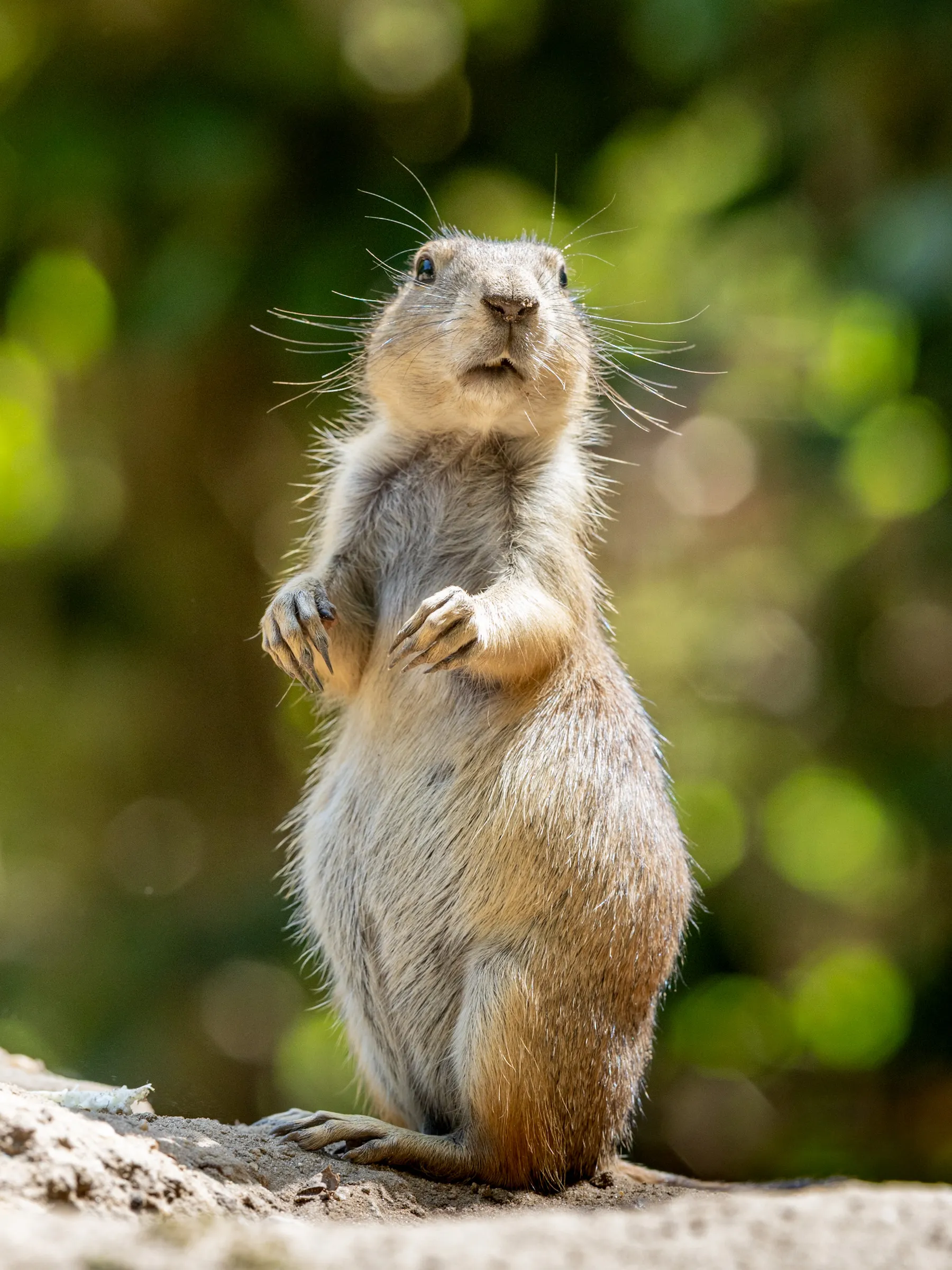 Prairie dog standing upright and alert