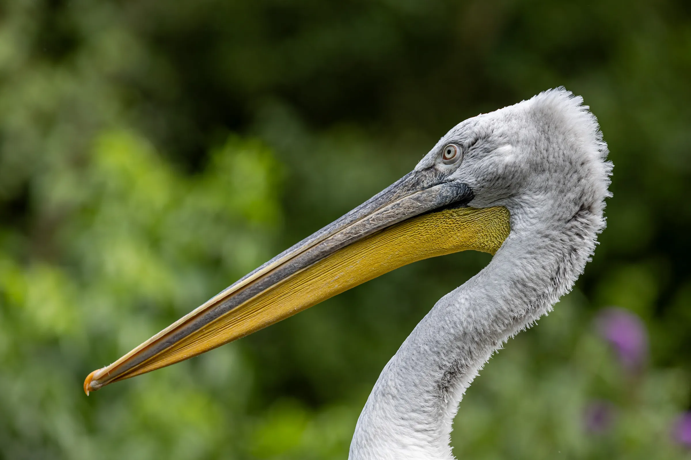 Pelican in profile, showing its long bill and throat pouch