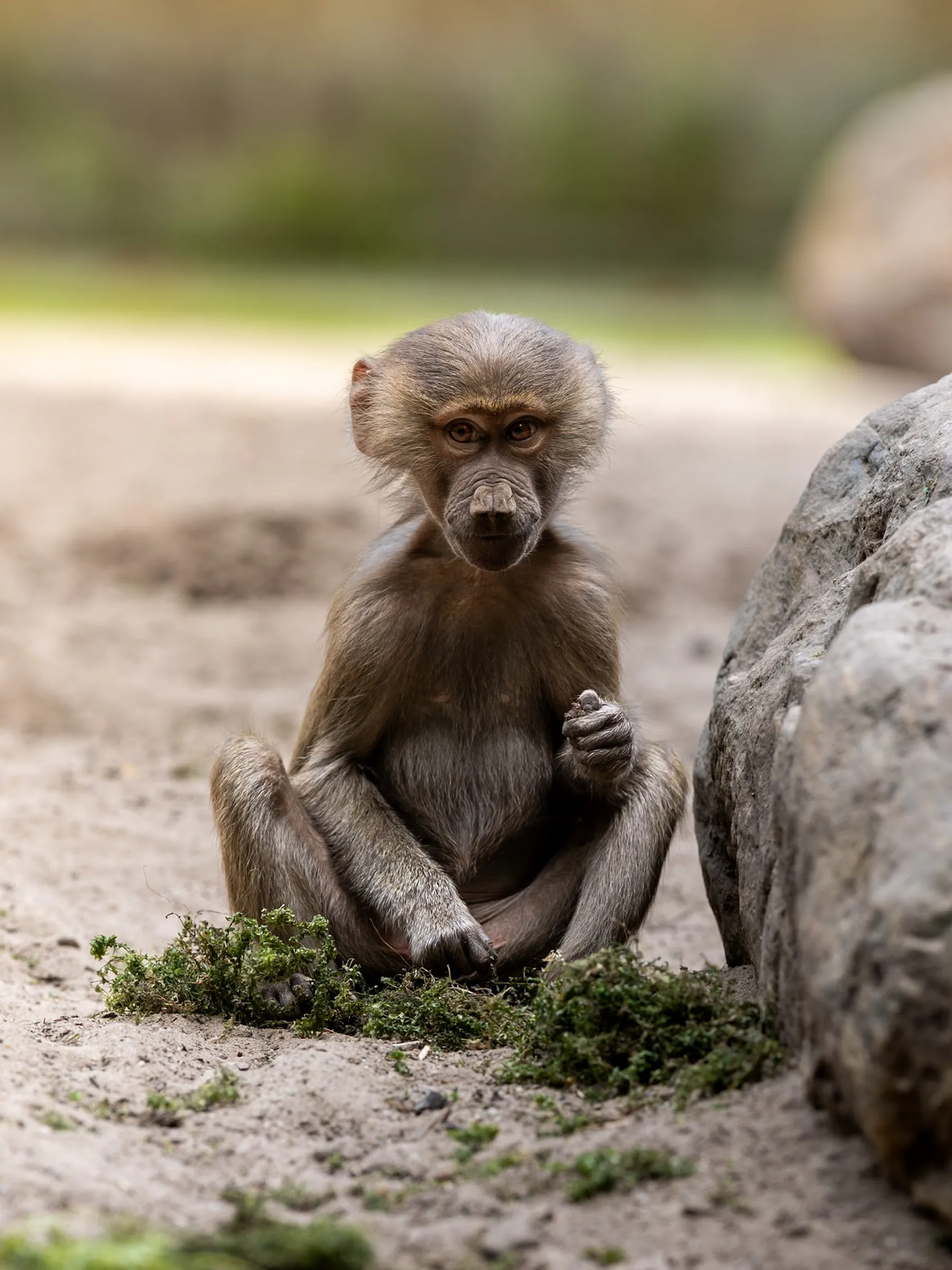 Young baboon sitting cross-legged on the ground, looking at the camera