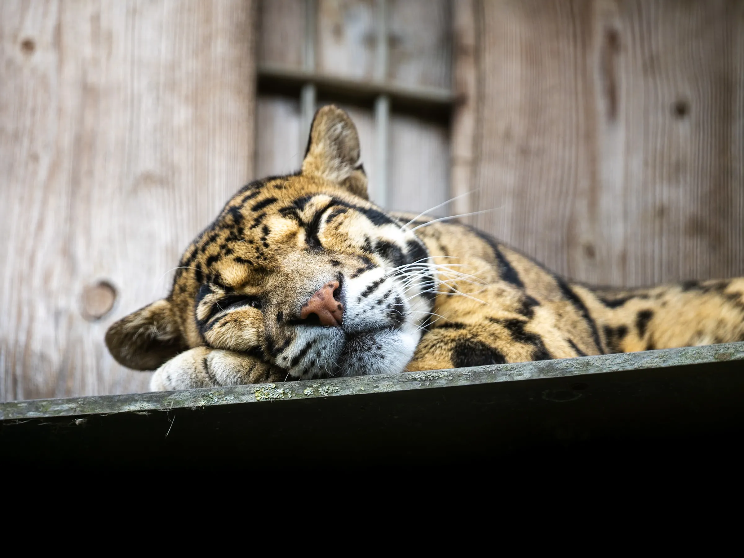 Clouded leopard sleeping on a wooden platform