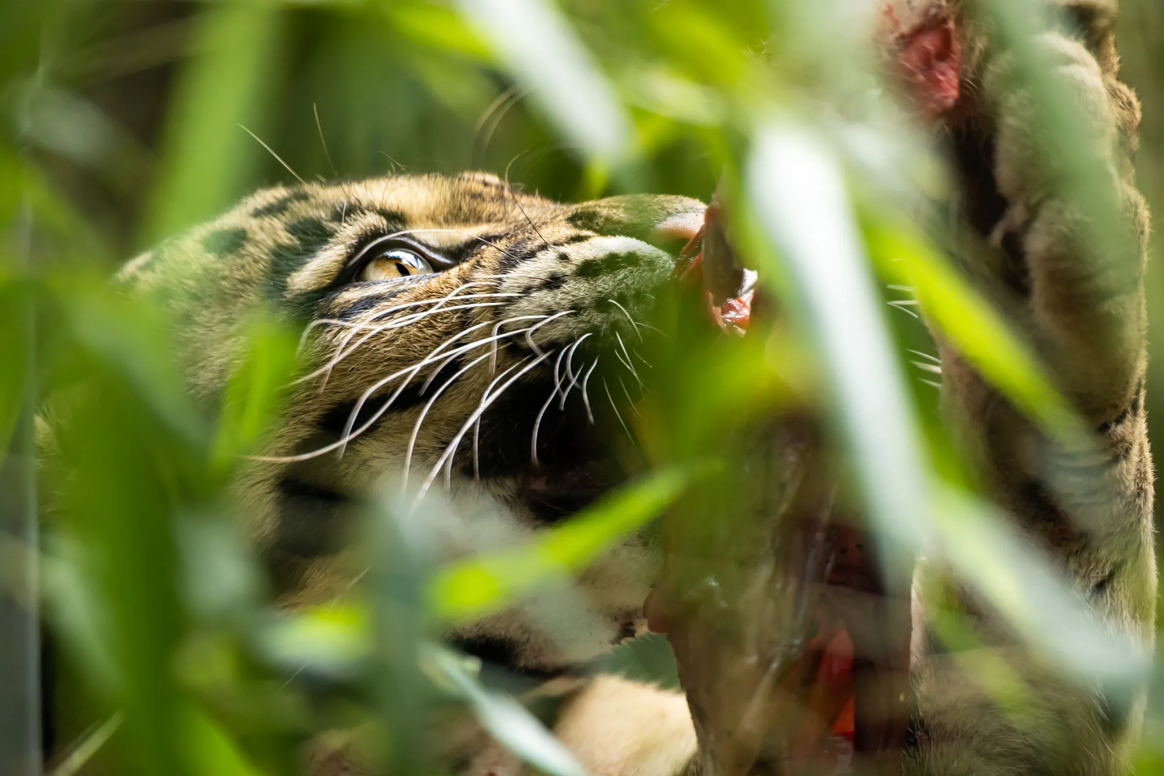 Clouded leopard's eye and muzzle glimpsed through tall grass while feeding