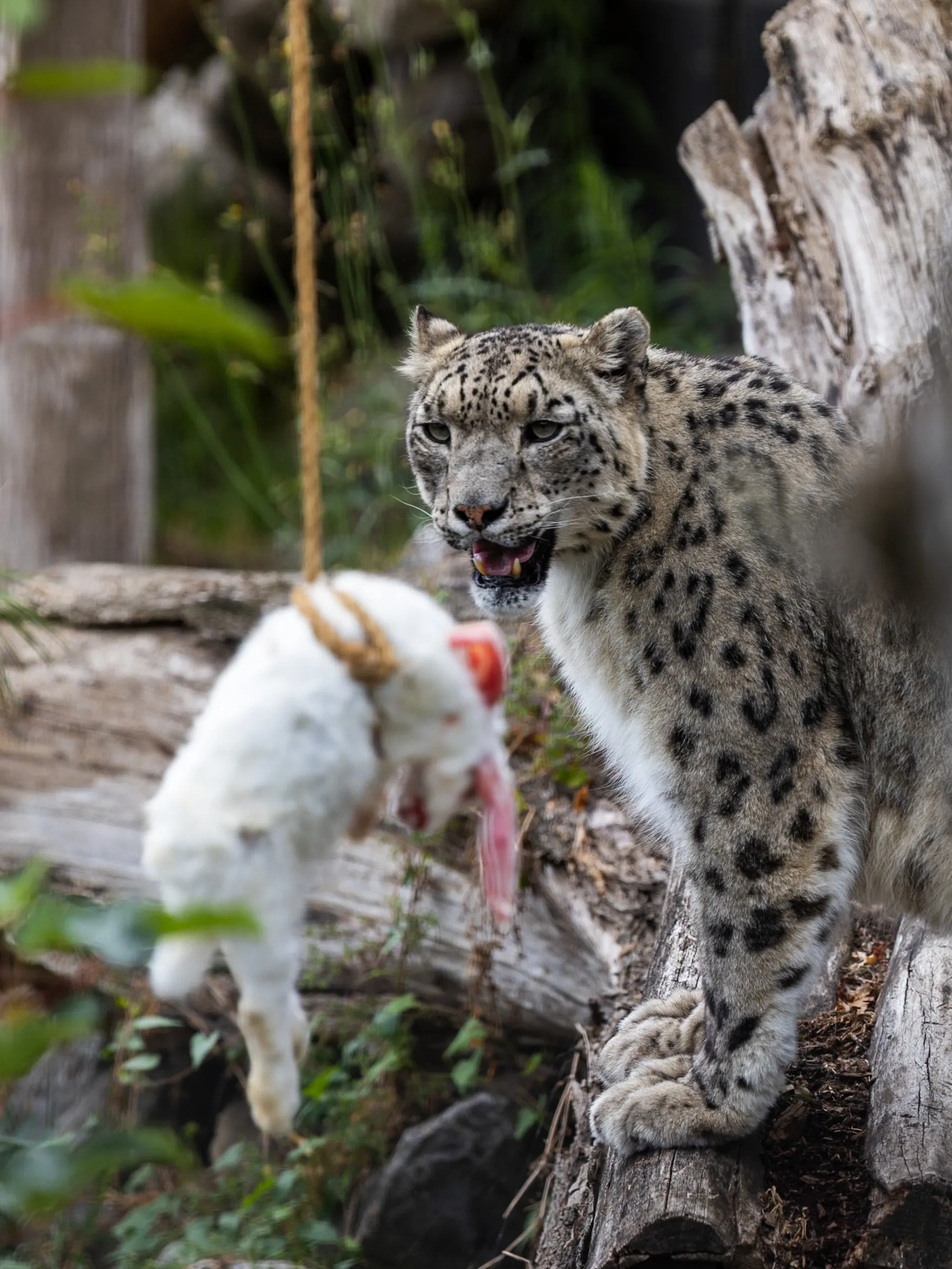 Snow leopard perched on a log, eyeing a hanging rabbit carcass