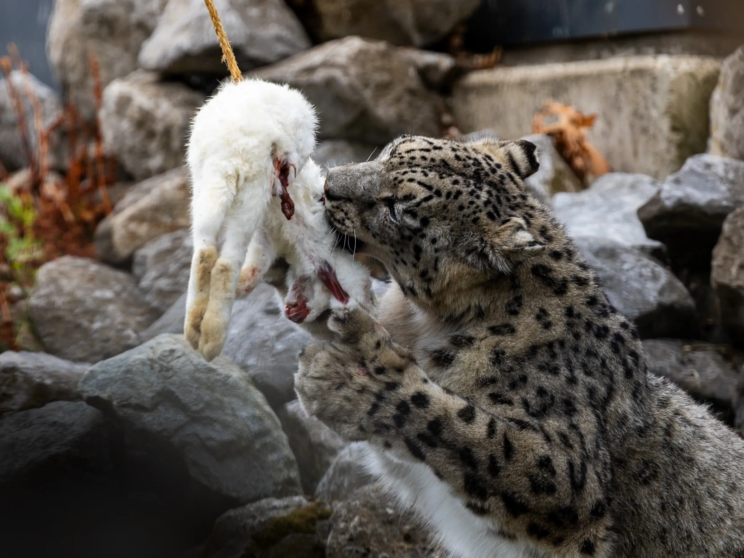 Snow leopard biting into a rabbit carcass hanging from a rope