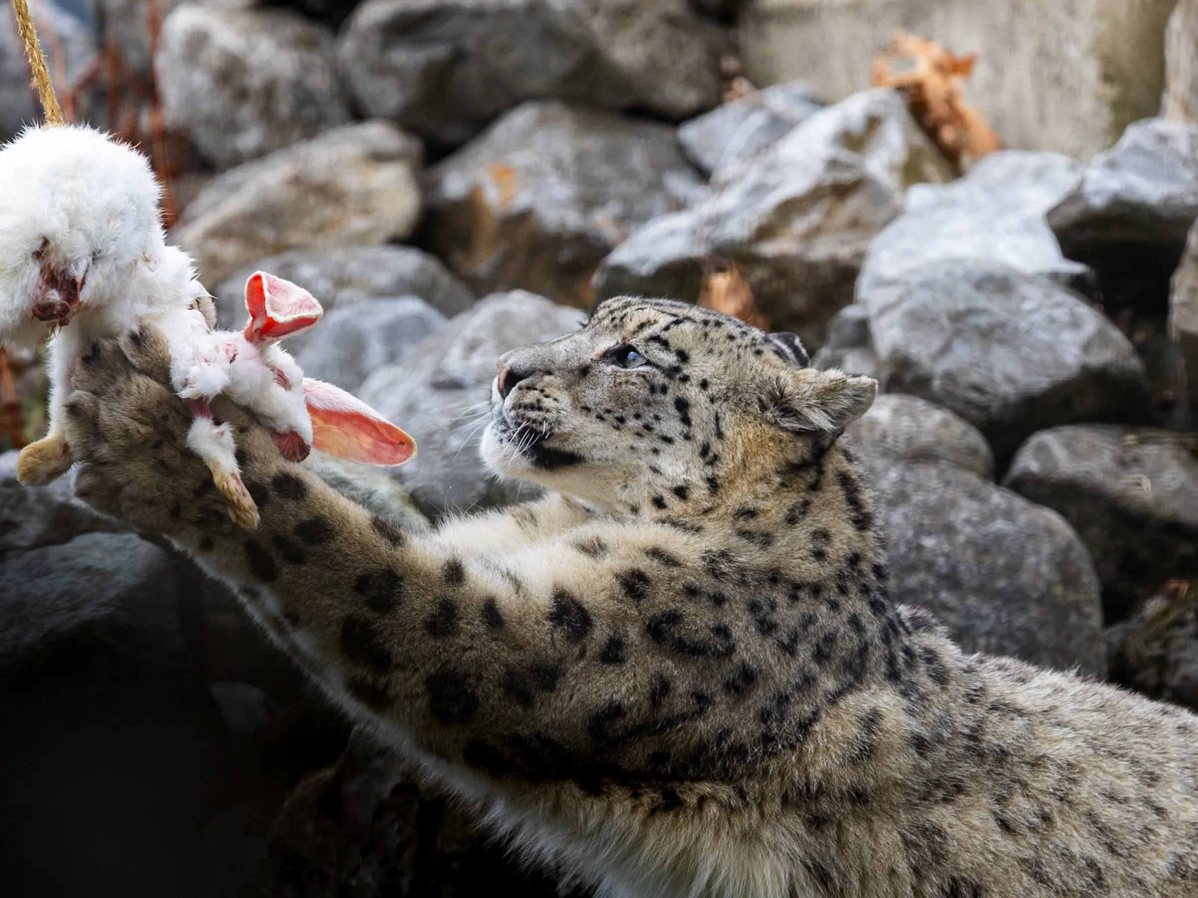 Snow leopard reaching a paw up toward a hanging rabbit carcass