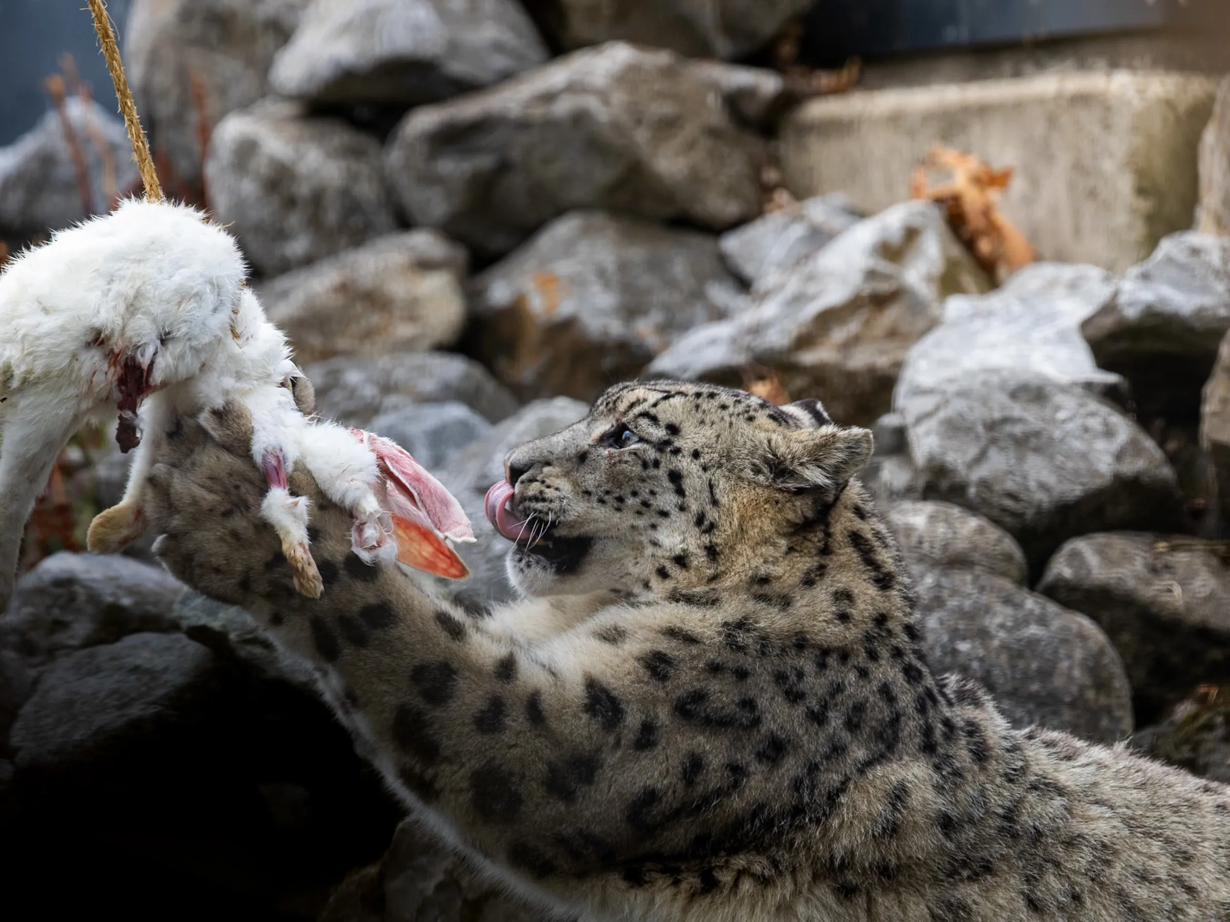 Snow leopard licking its lips beside a hanging rabbit carcass
