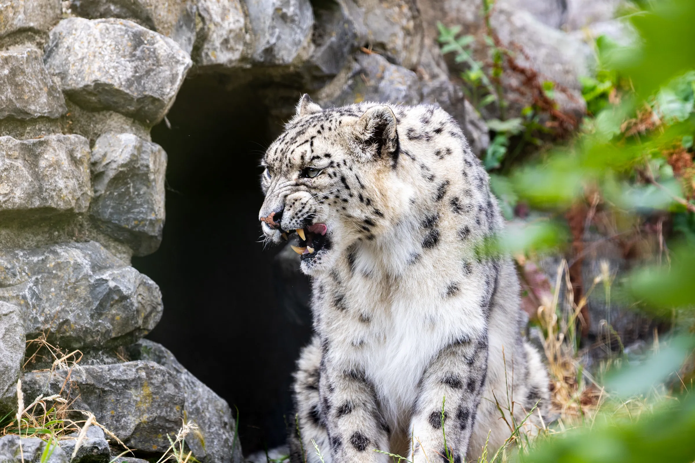 Snow leopard snarling as it emerges from a rock den