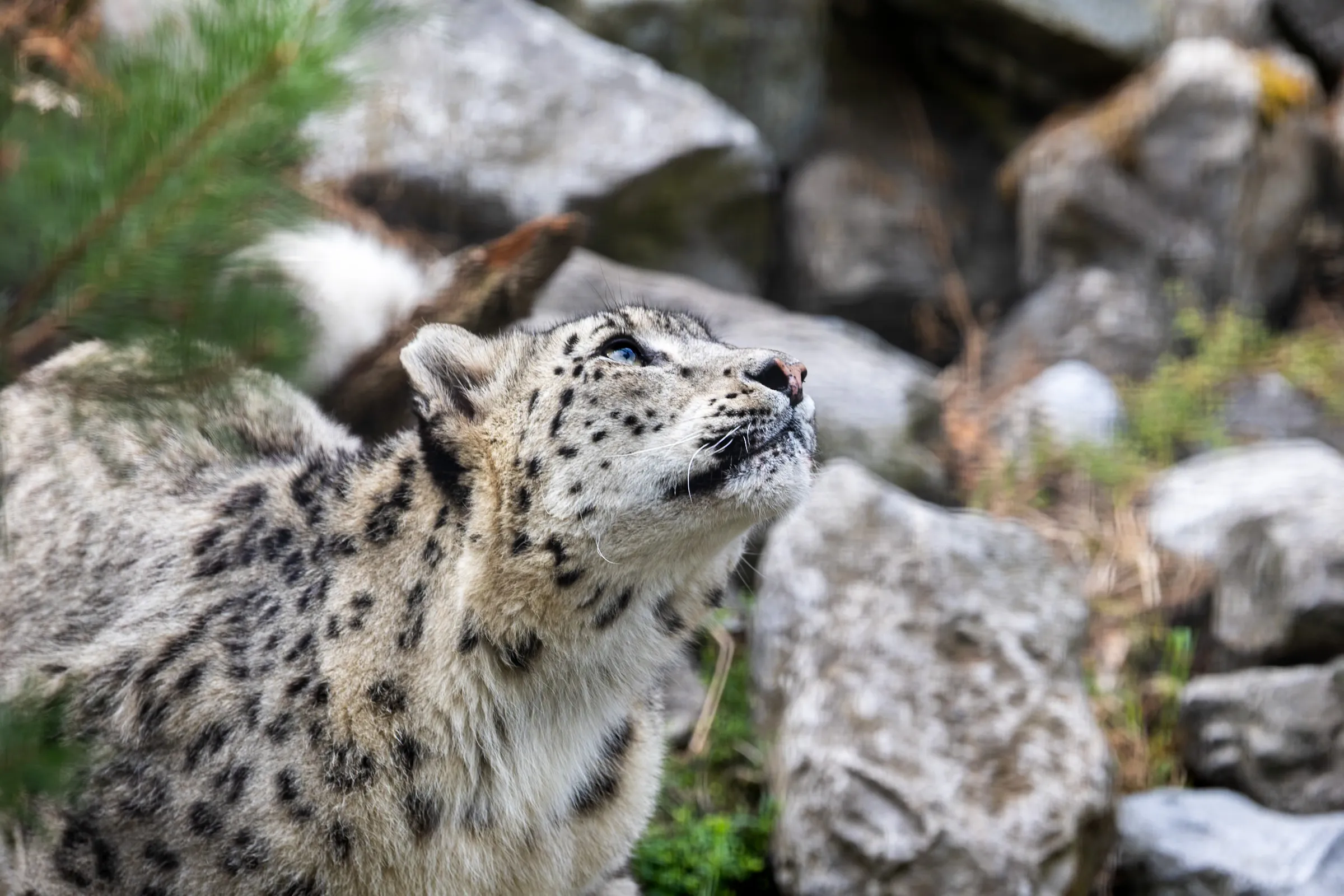 Close-up of a snow leopard's face as it looks upward