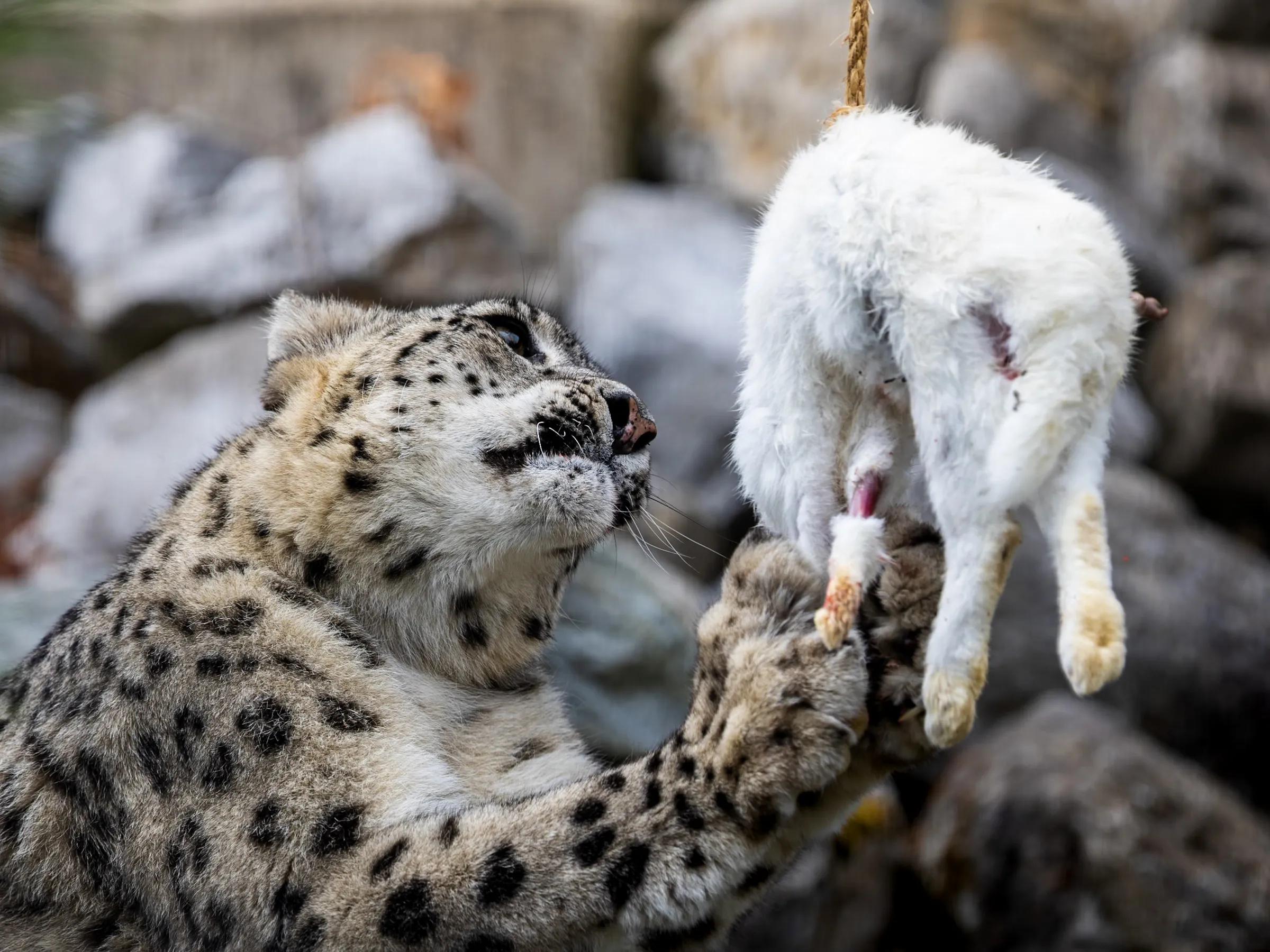 Snow leopard holding a hanging rabbit carcass with one paw