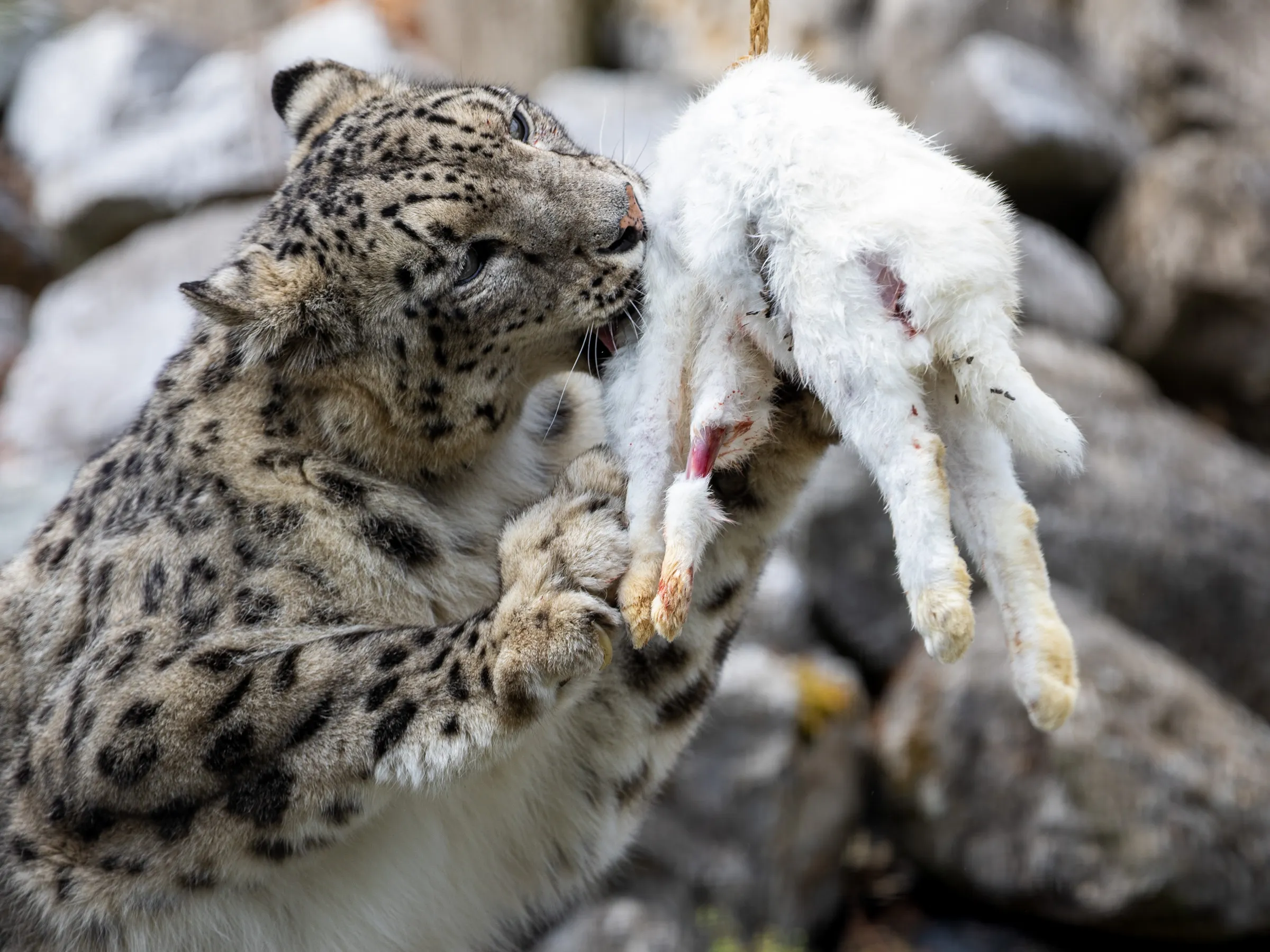 Snow leopard gripping a hanging rabbit carcass in its jaws