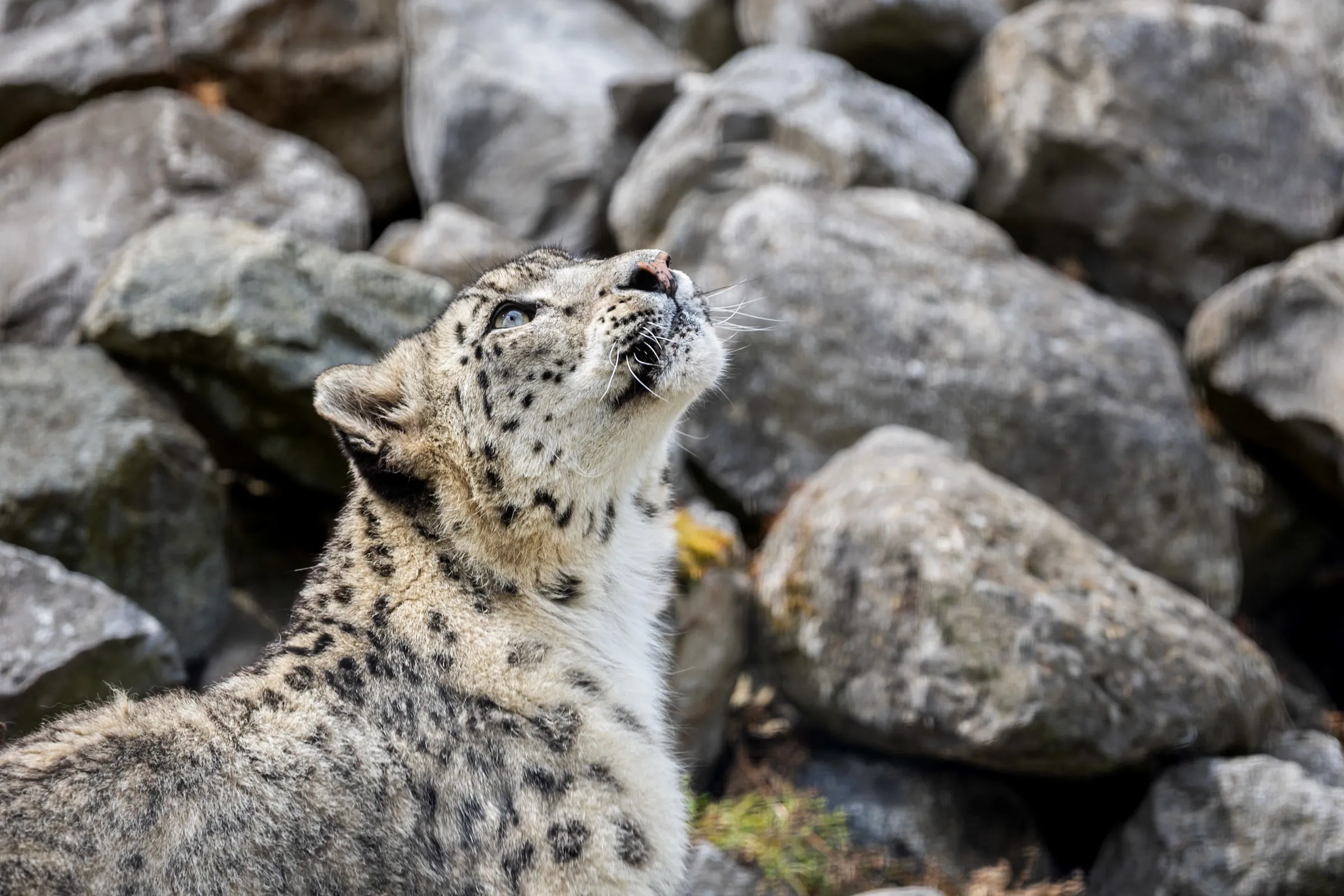 Snow leopard looking upward with rocks in the background