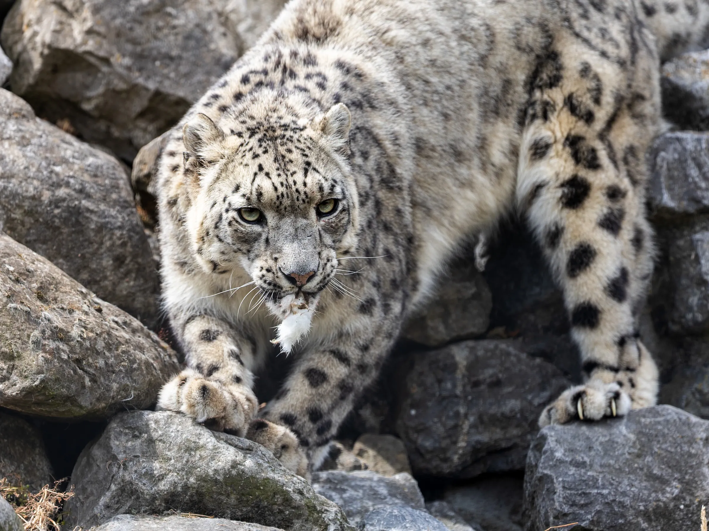 Snow leopard prowling over rocks toward the camera with fur in its mouth
