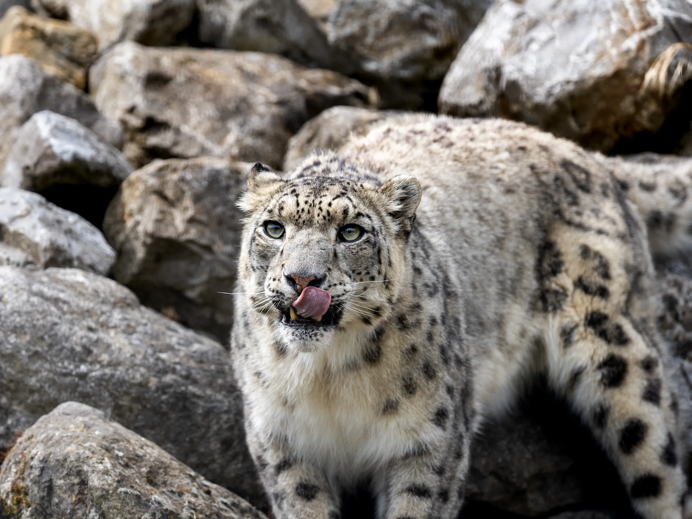 Snow leopard licking its lips while looking at the camera