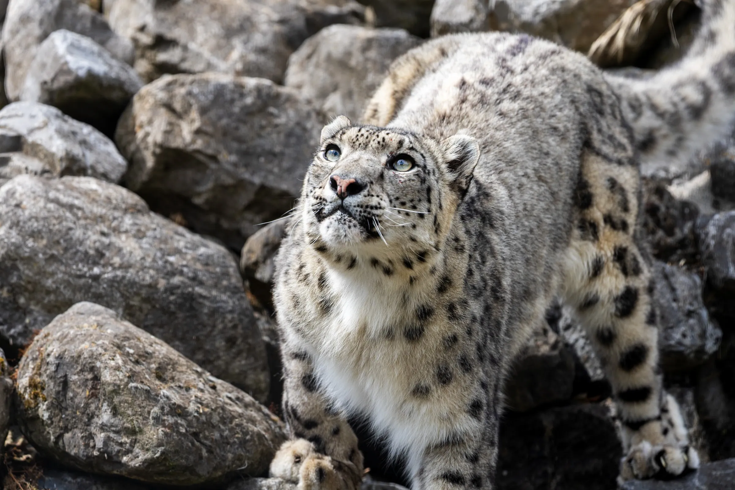 Snow leopard standing among rocks, looking upward