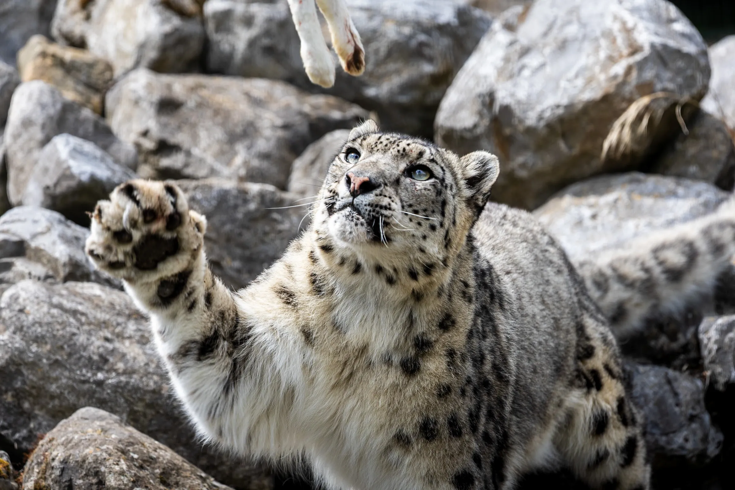Snow leopard reaching a paw up toward a dangling rabbit carcass