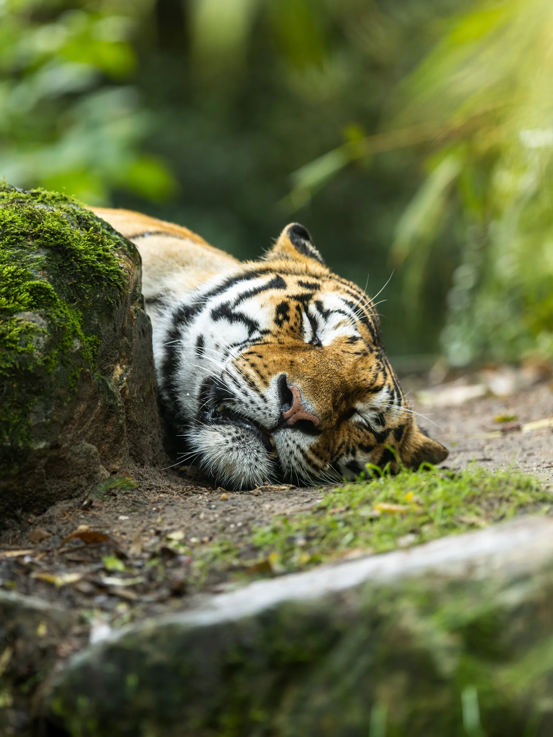 Tiger sleeping with its head resting against a moss-covered rock