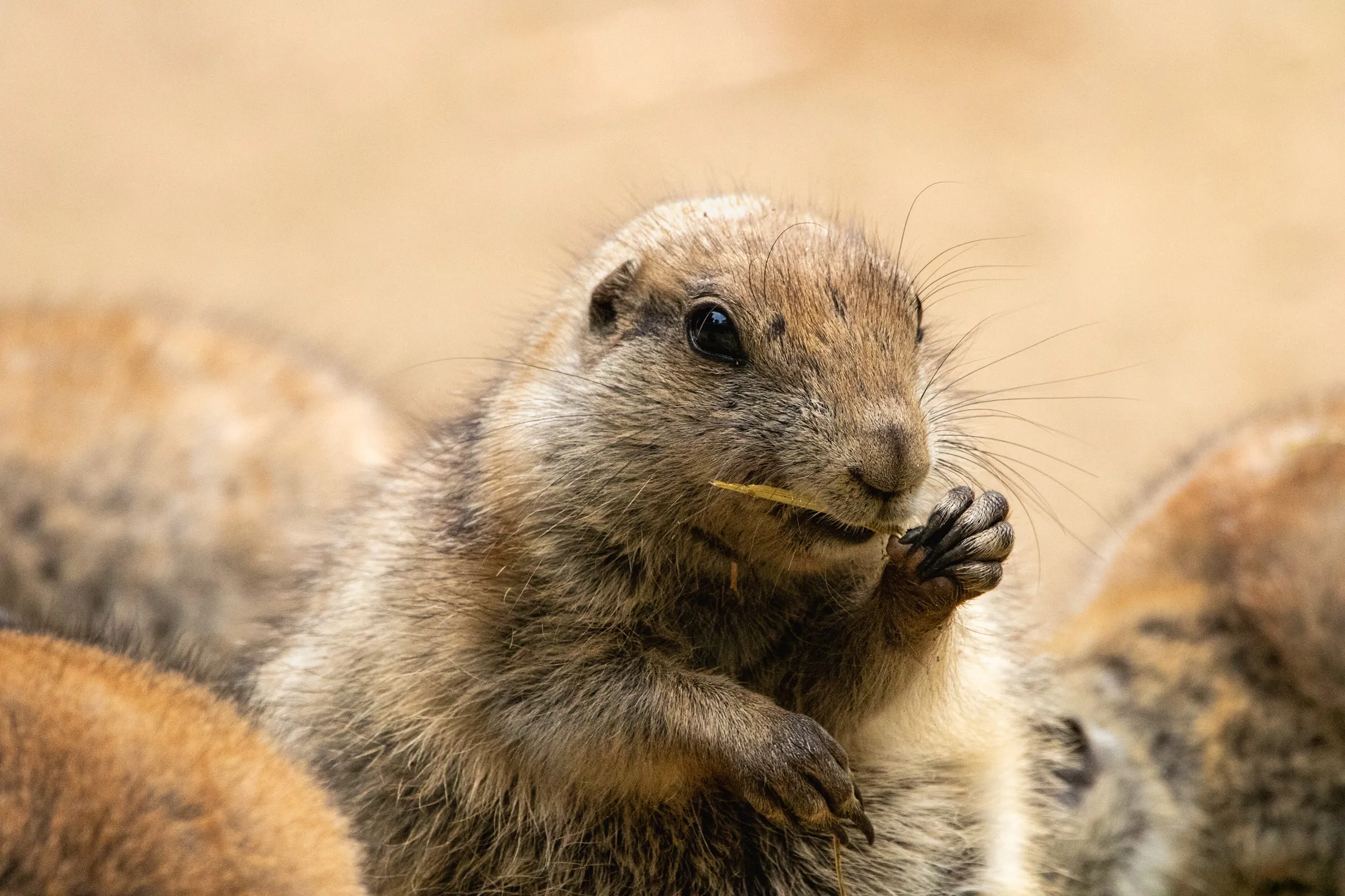 Prairie dog nibbling a piece of straw, another prairie dog blurred beside it
