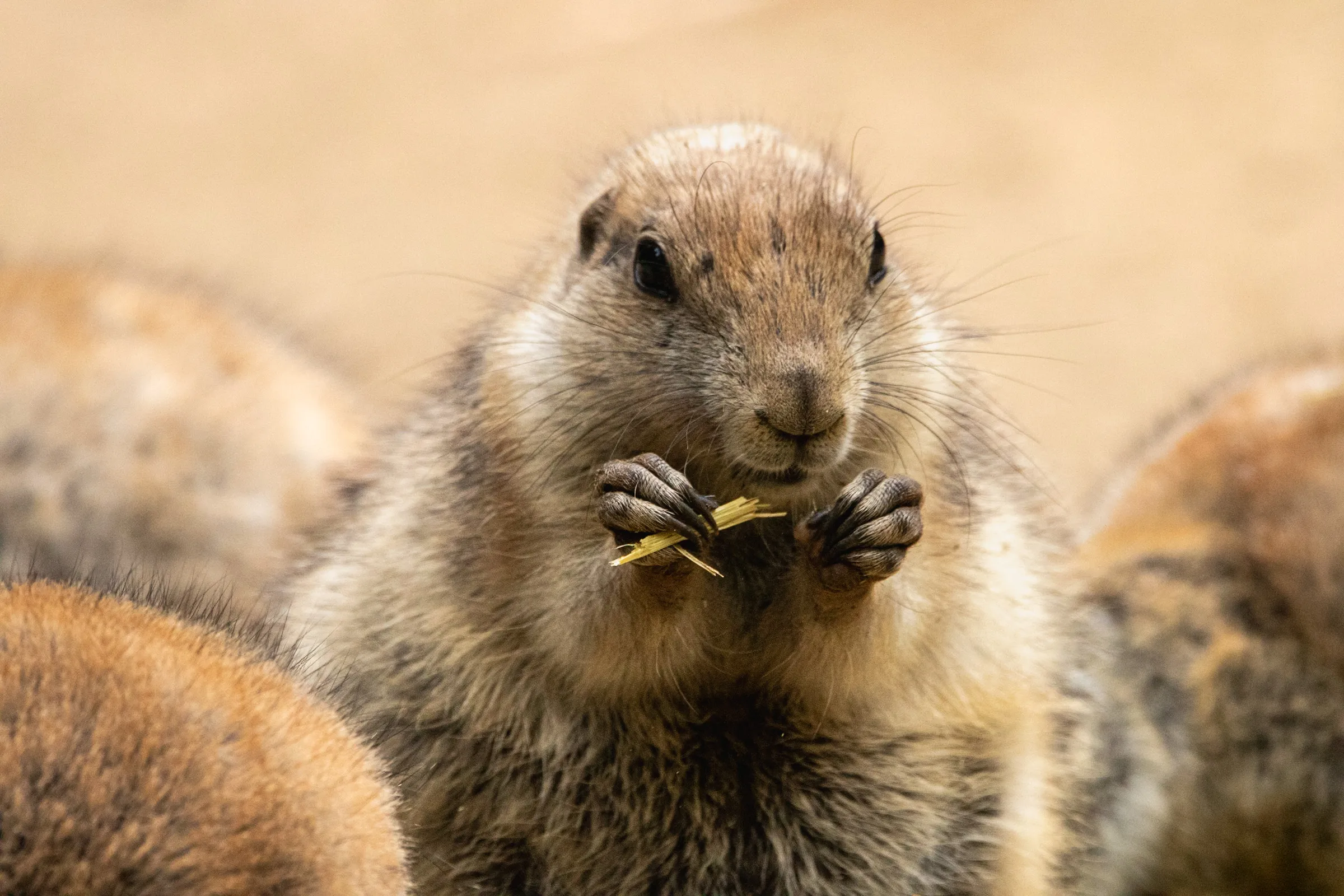 Prairie dog holding a wisp of straw in both paws while eating
