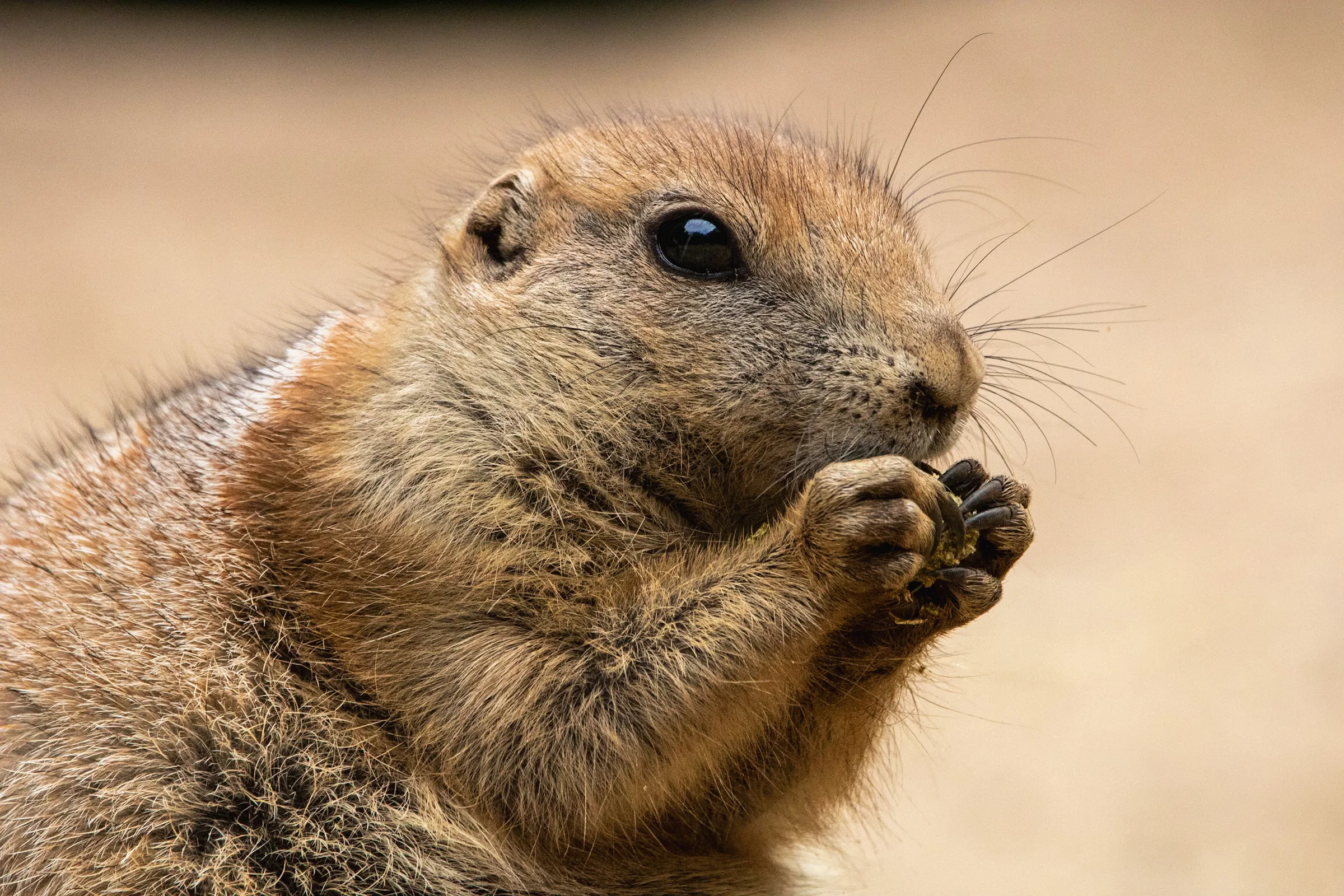 Prairie dog in profile, chewing something held in its paws