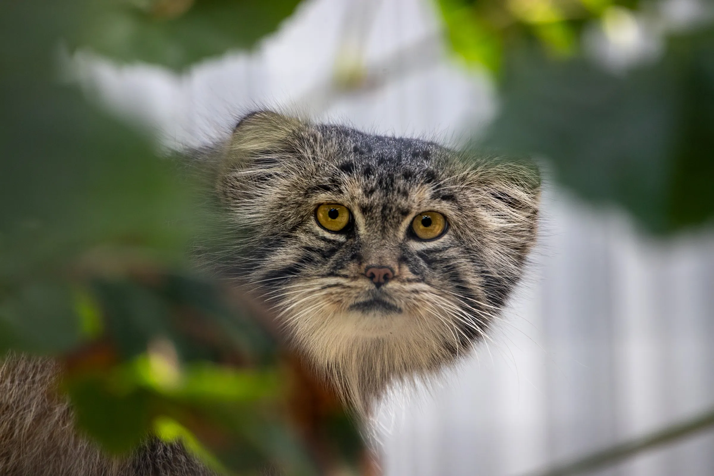 Pallas's cat peering through leaves, its round face framed by thick fur