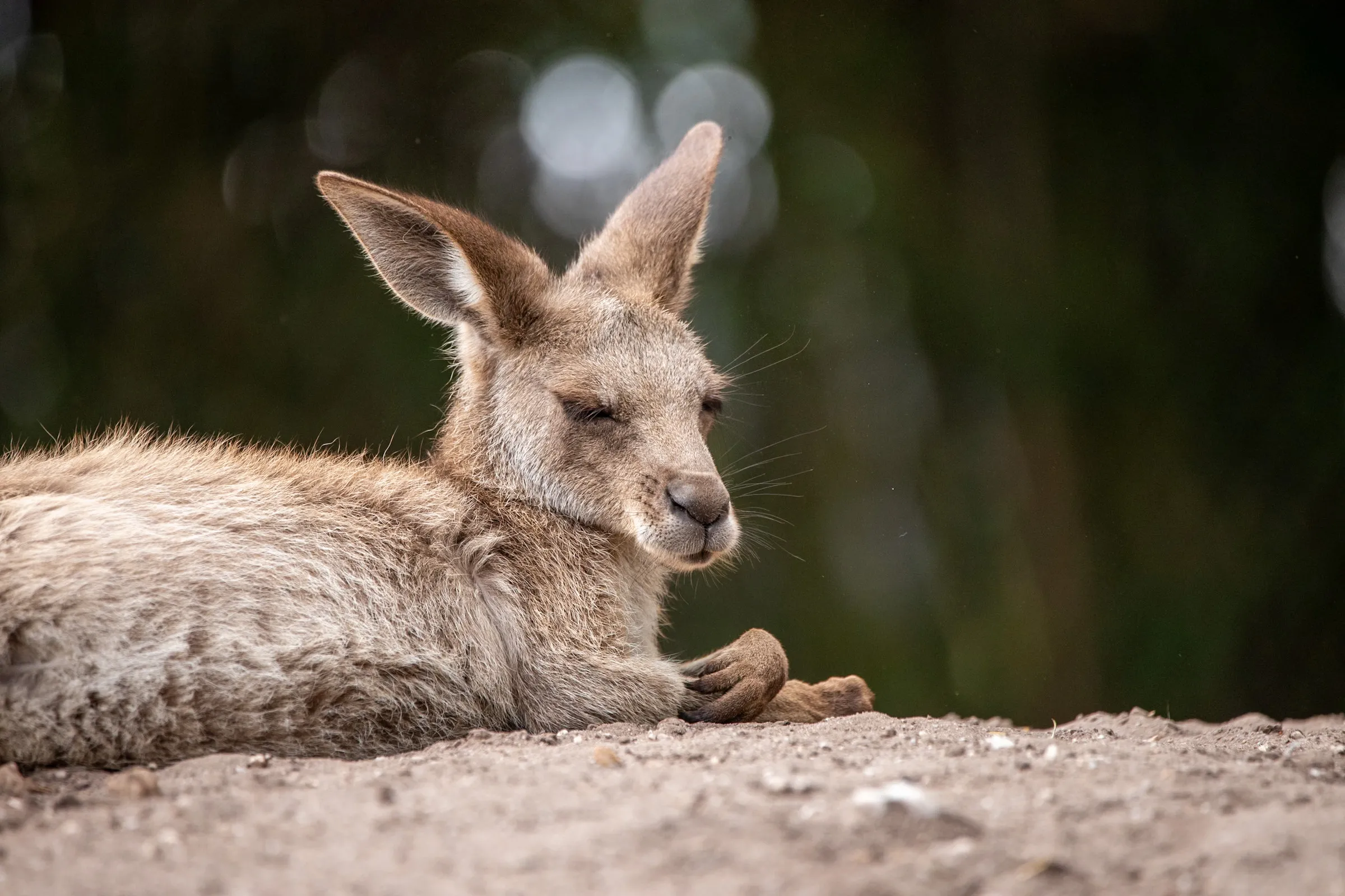 Kangaroo resting on the ground, eyes half closed