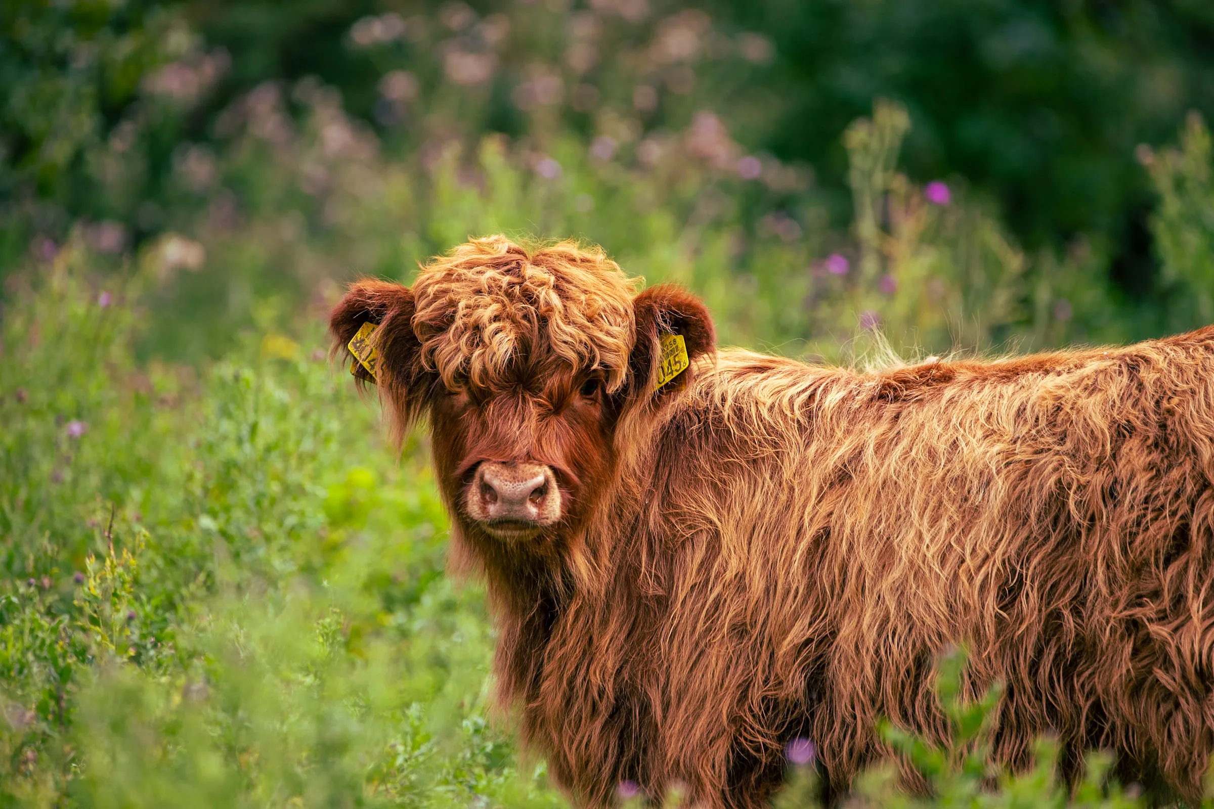 Highland cattle calf standing in a wildflower meadow, its fringe covering its eyes