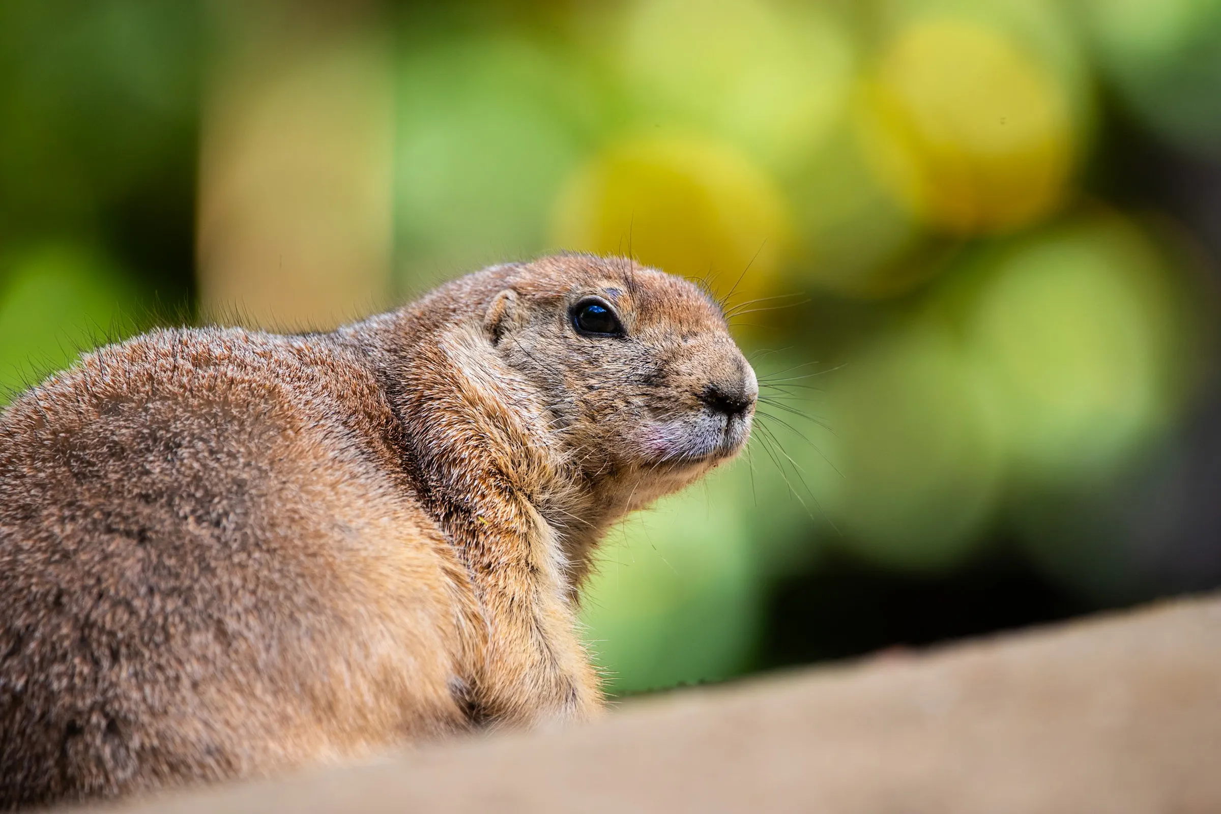 Close-up profile of a prairie dog, whiskers catching the light