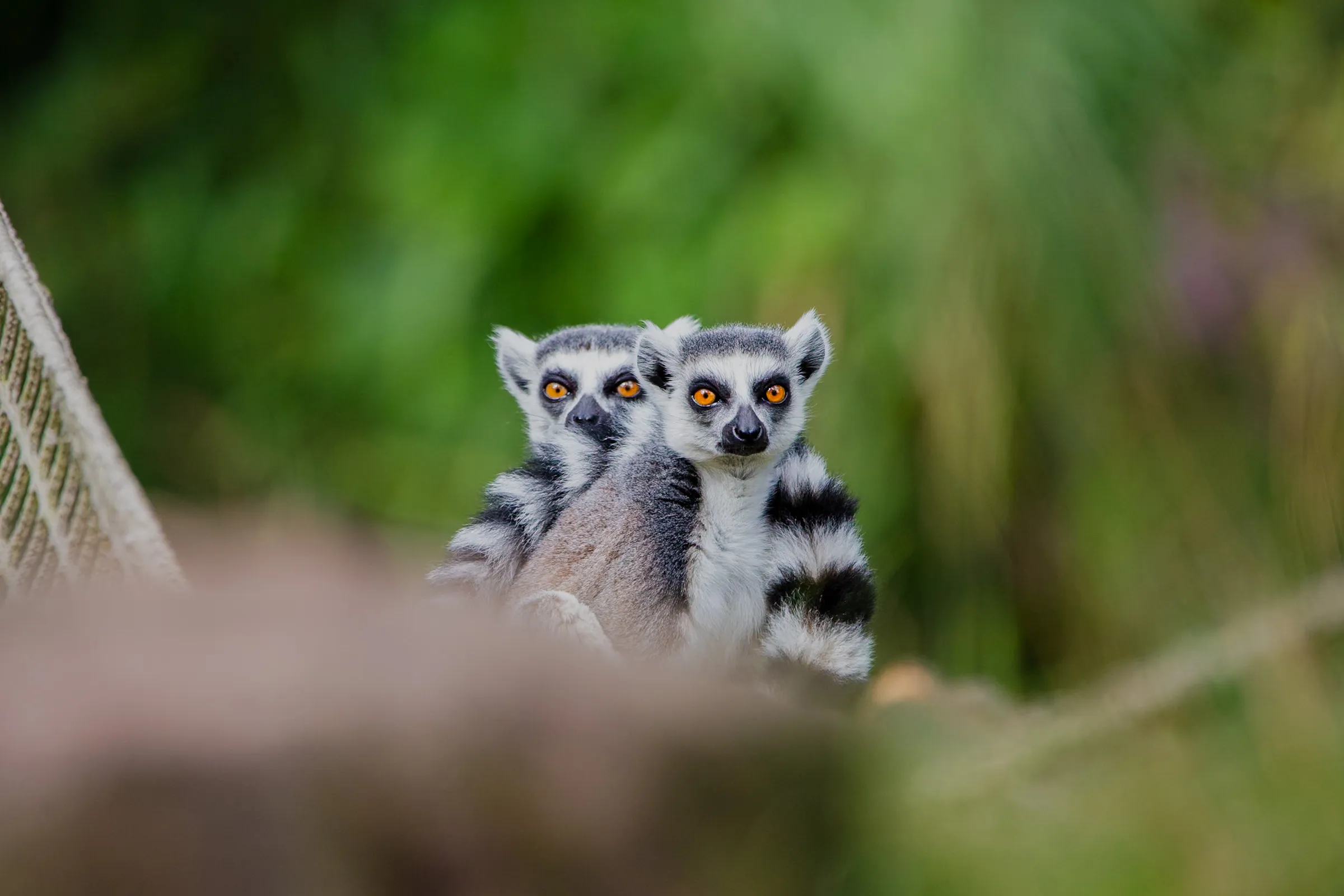Two ring-tailed lemurs sitting close together