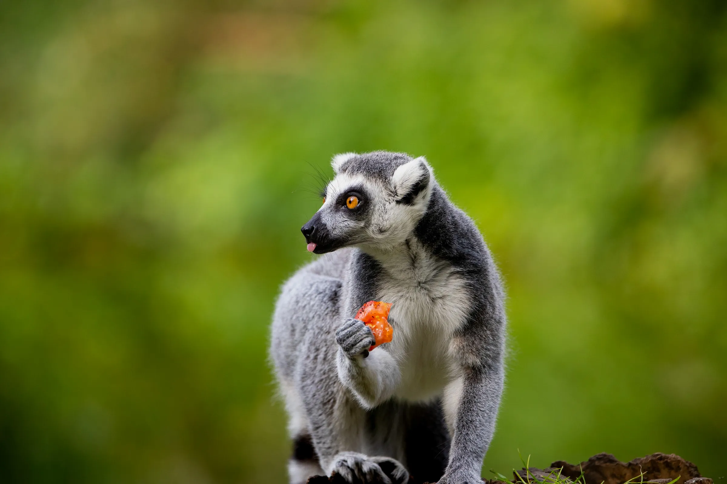Ring-tailed lemur eating a piece of red fruit, tongue out