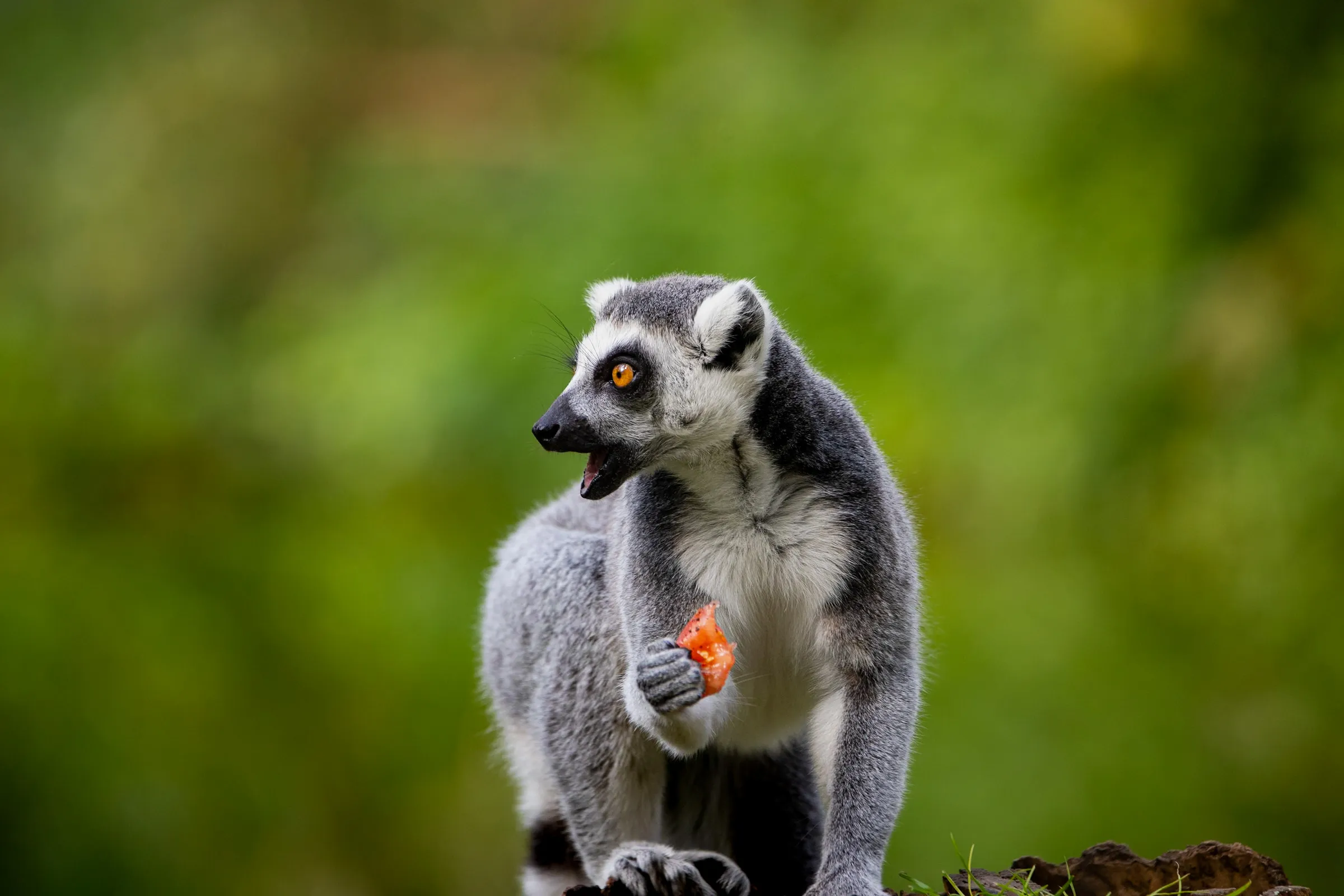 Ring-tailed lemur with mouth open mid-bite of red fruit