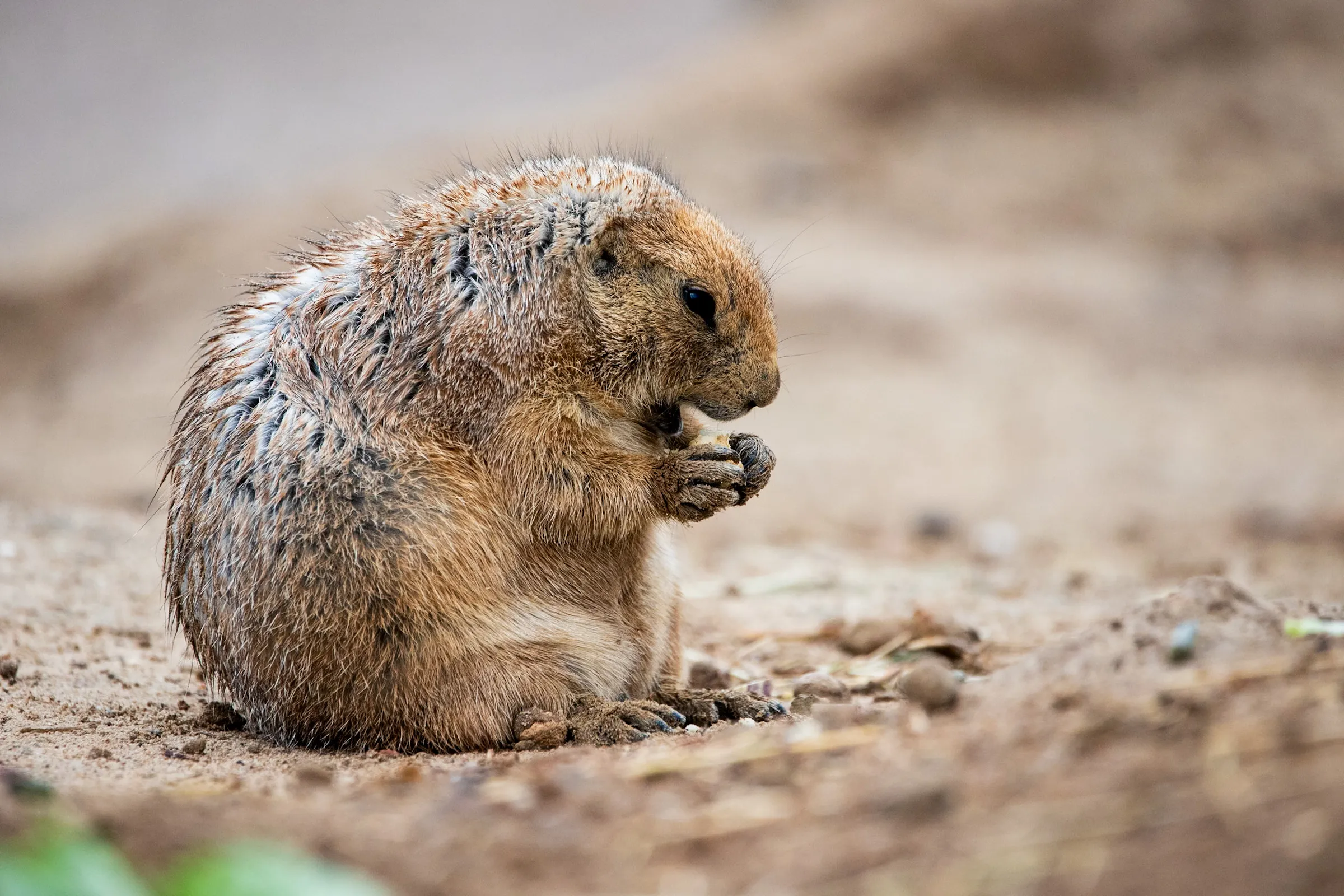 Prairie dog hunched over, nibbling food held in its paws