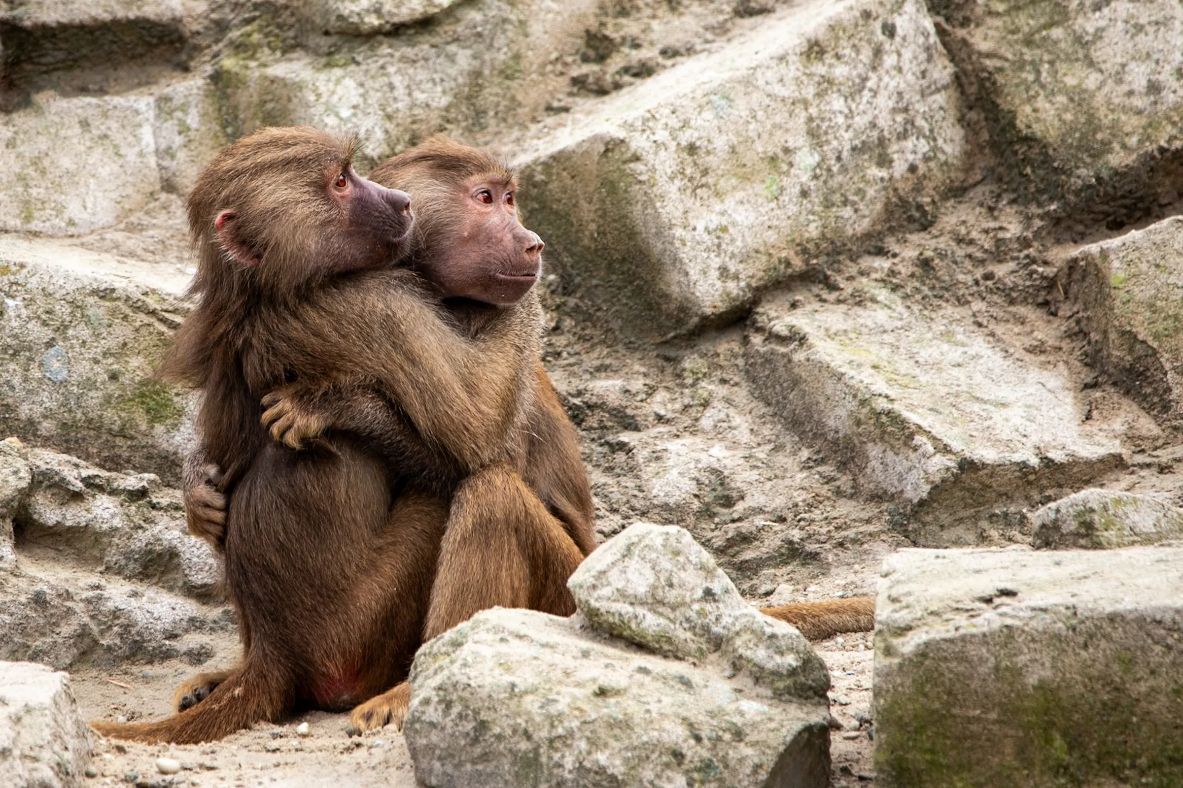 Two baboons sitting together with their arms wrapped around each other