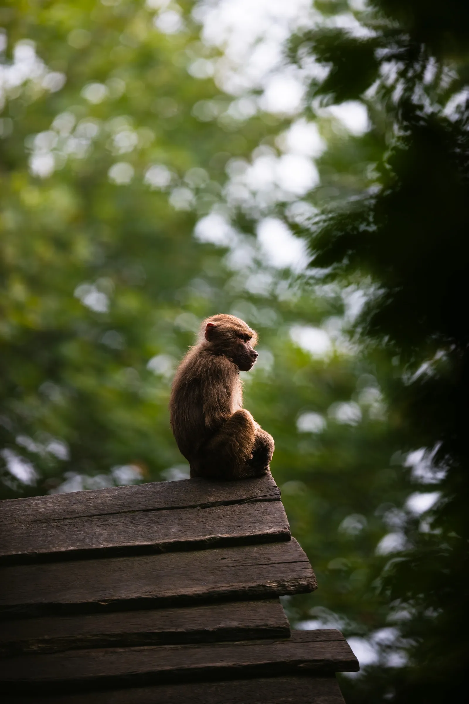 Baboon sitting on the edge of a wooden roof, looking out into the trees