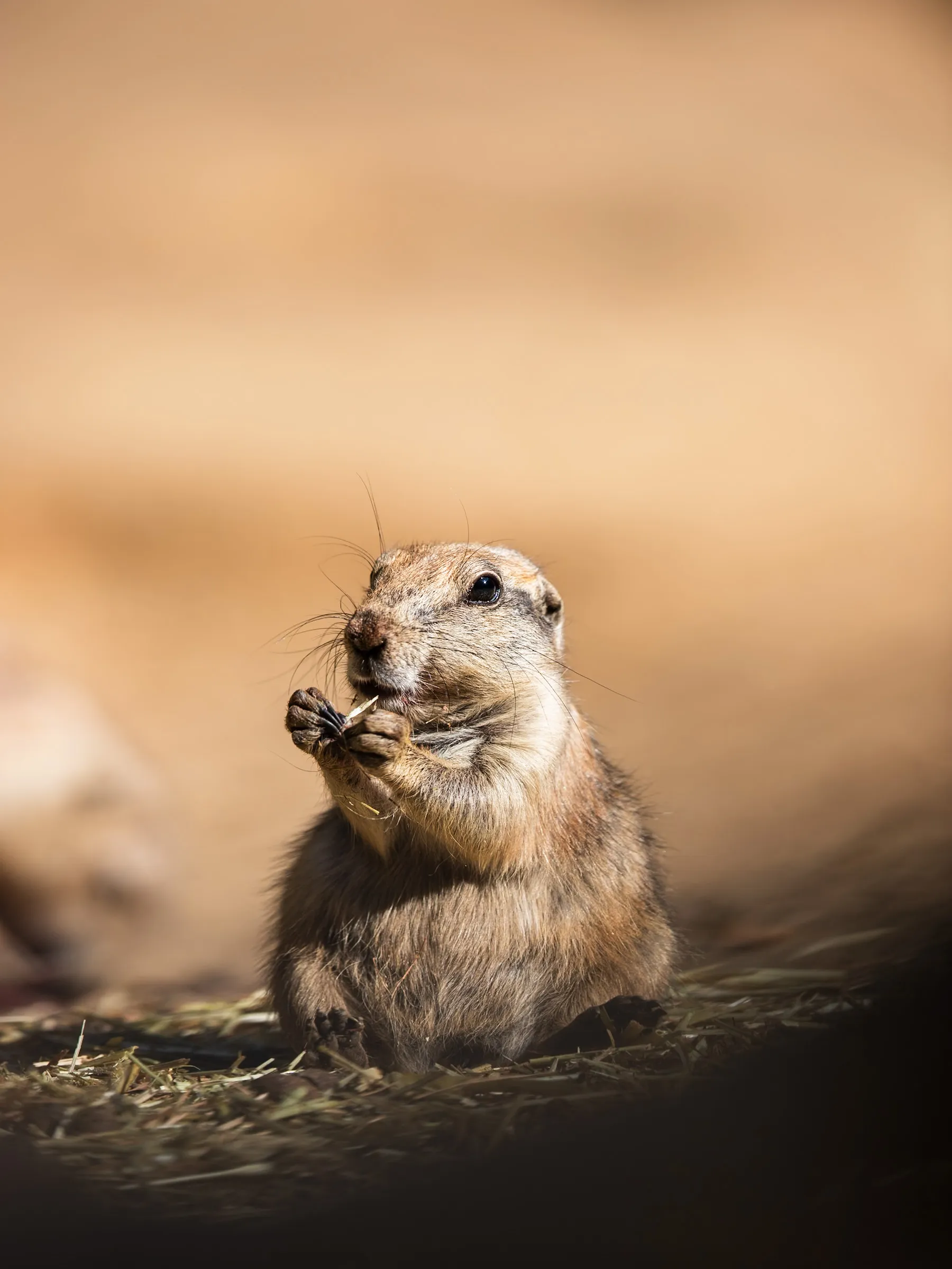 Prairie dog eating a twig while sitting in scattered hay