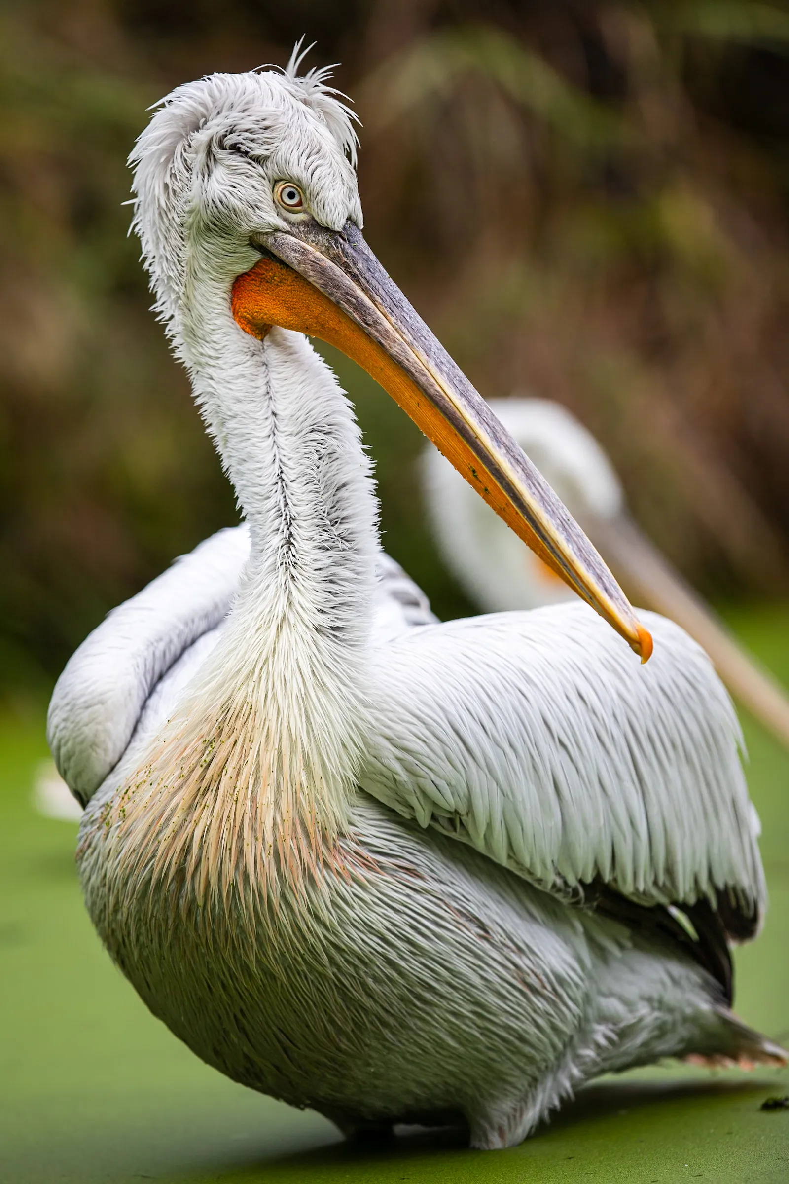 Close-up of a pelican's shaggy head and long bill, another pelican behind