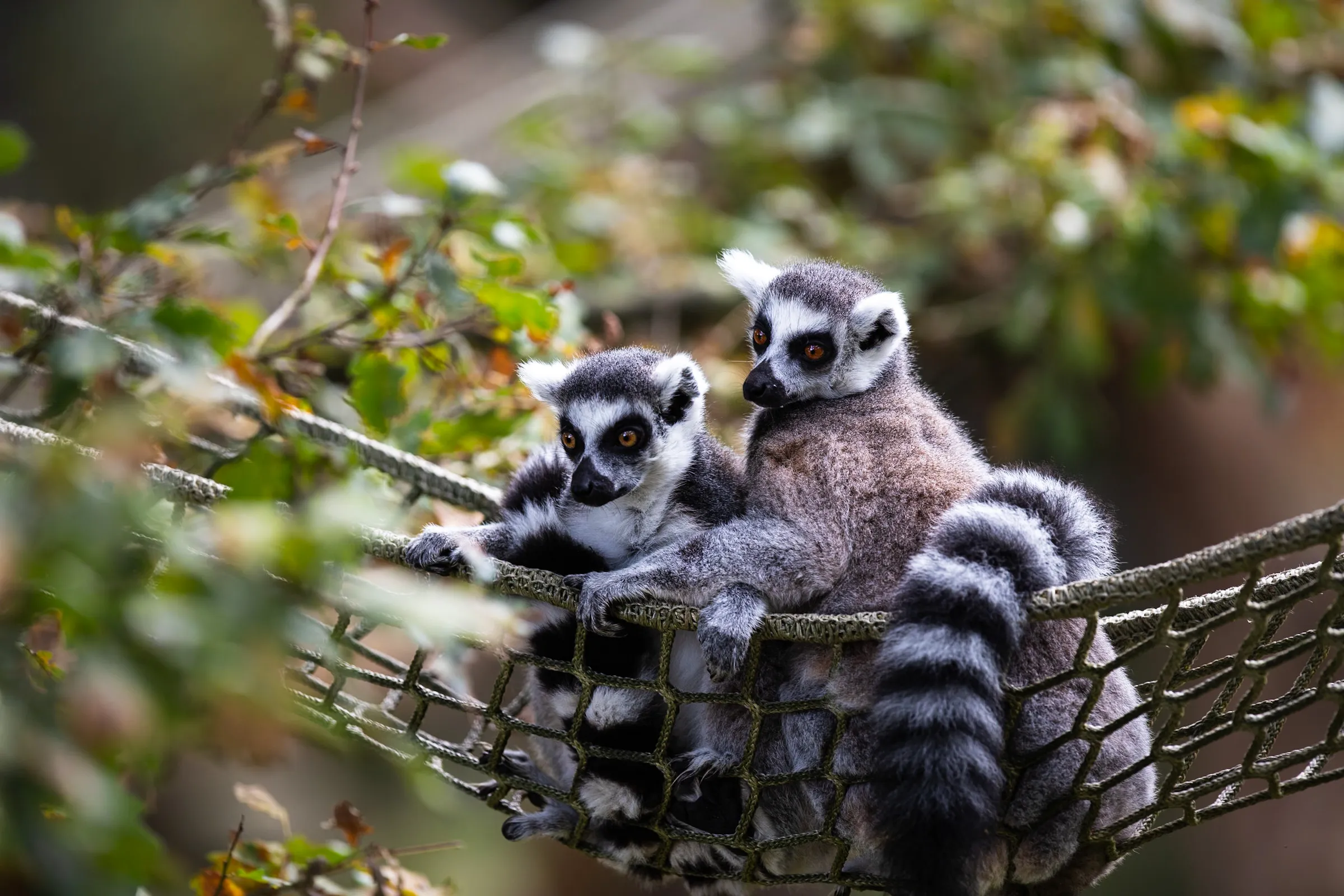 Two ring-tailed lemurs sitting together in a rope hammock