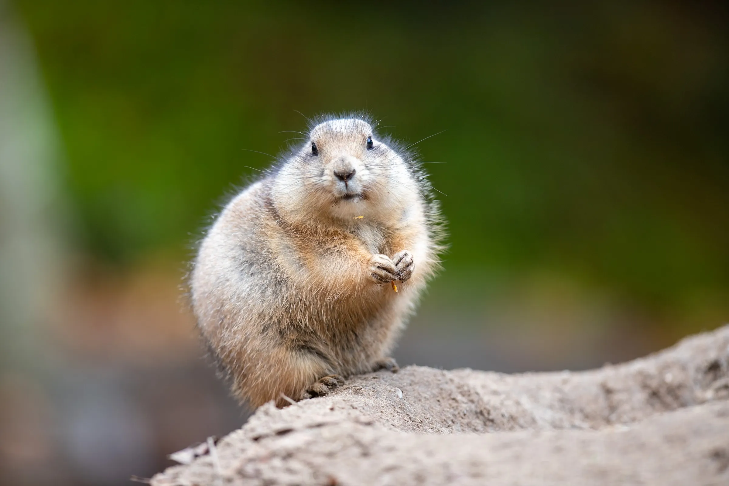 Prairie dog sitting upright on a rock, nibbling something held in its paws