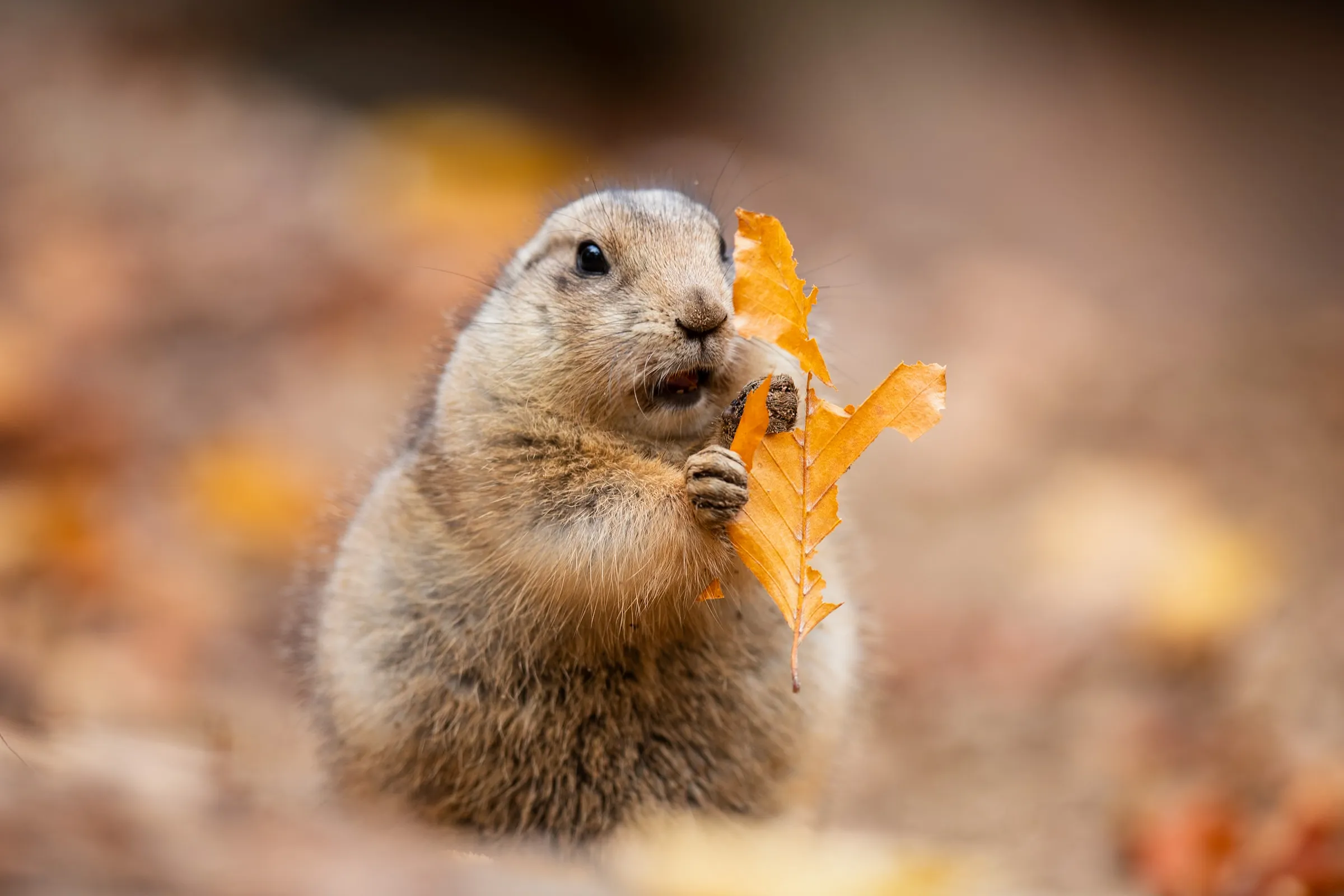 Prairie dog holding an autumn leaf up to its mouth