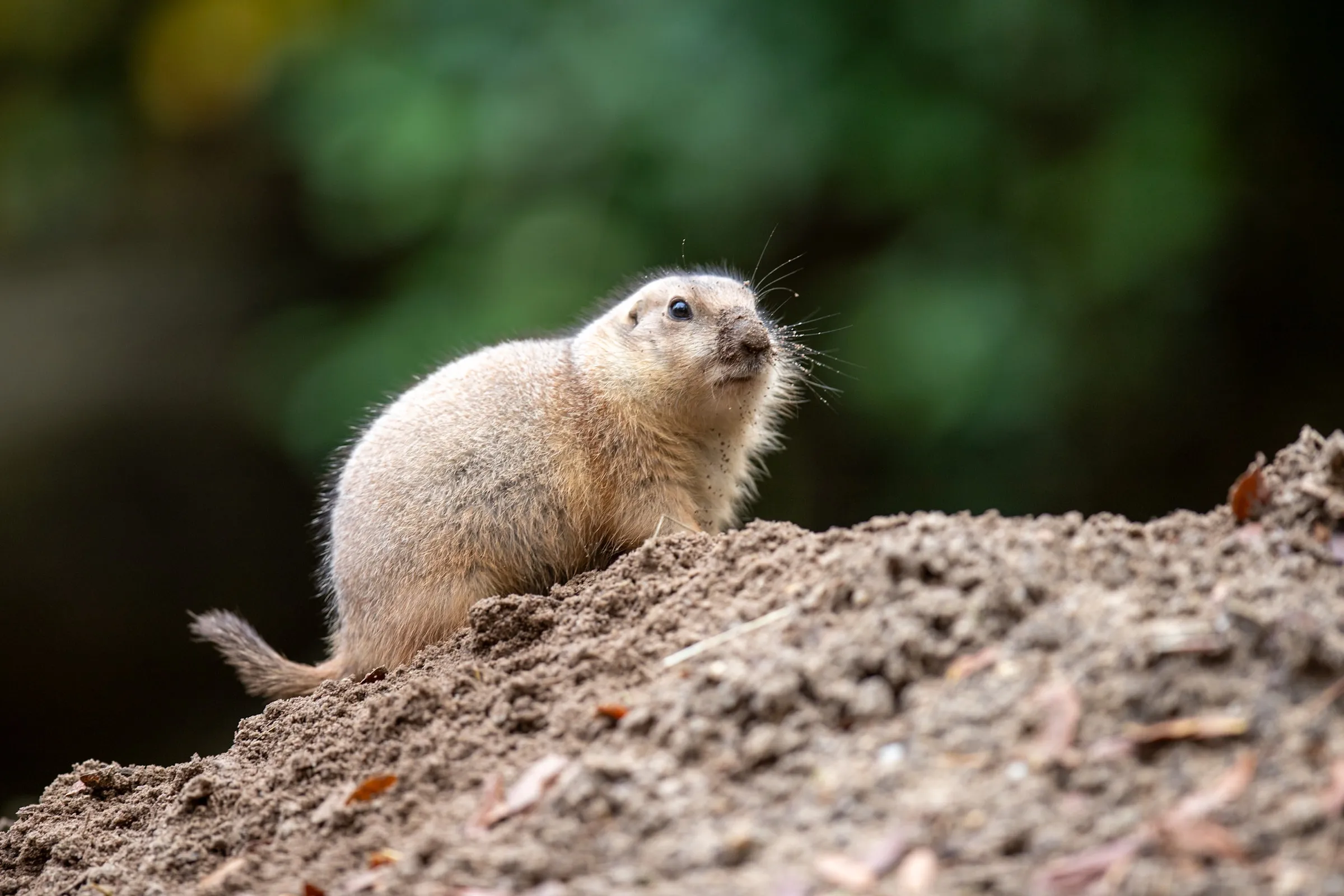 Prairie dog in profile atop a dirt mound, whiskers dusted with sand