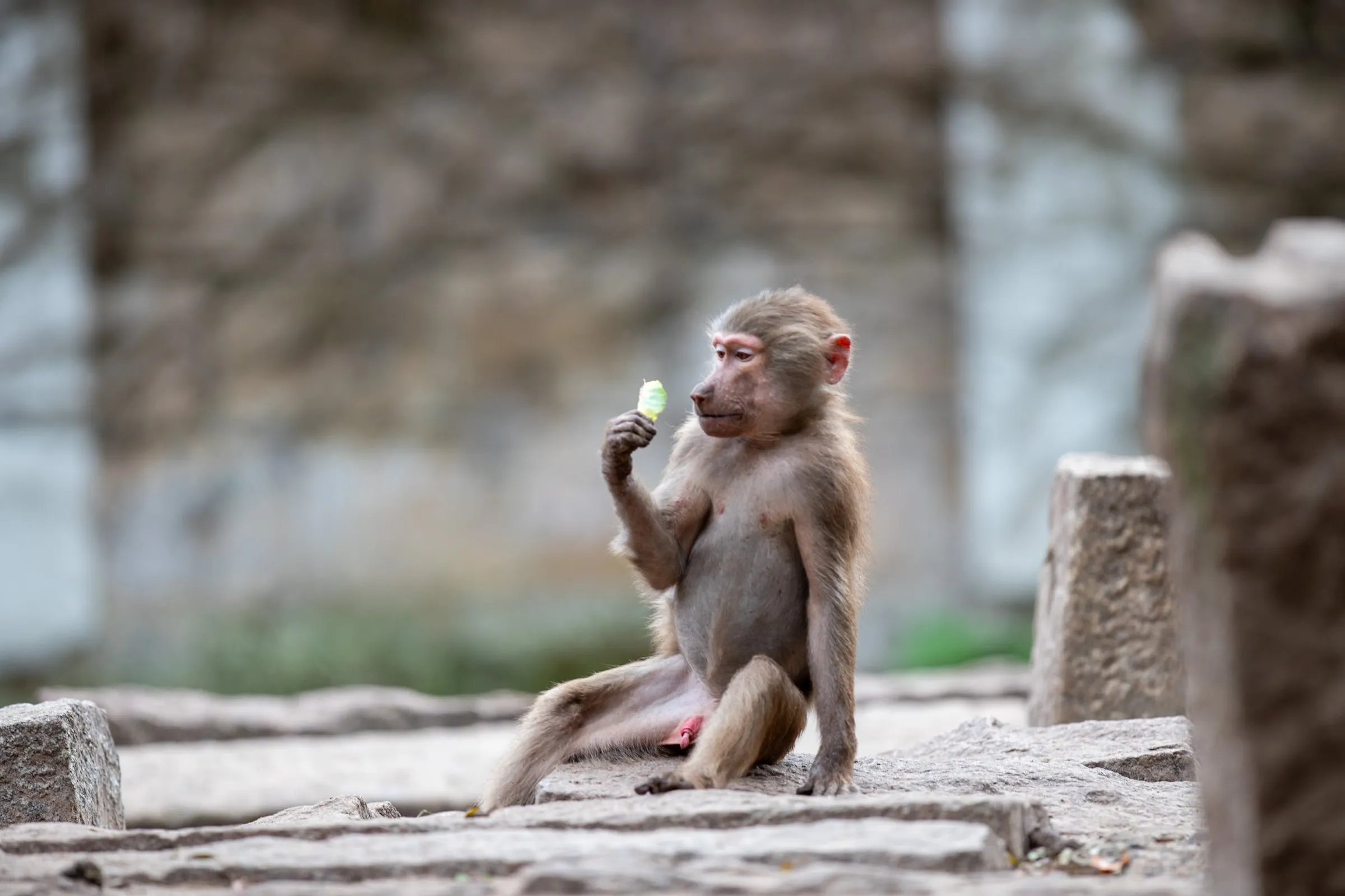 Baboon sitting on ancient stone ruins, eating a piece of food