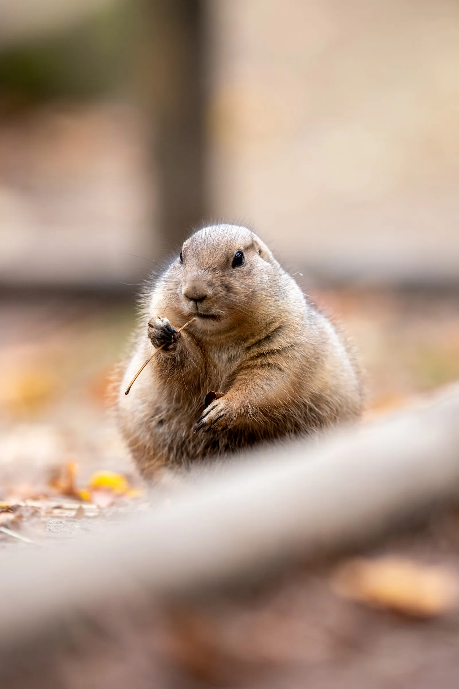 Prairie dog chewing on a thin twig held in both paws