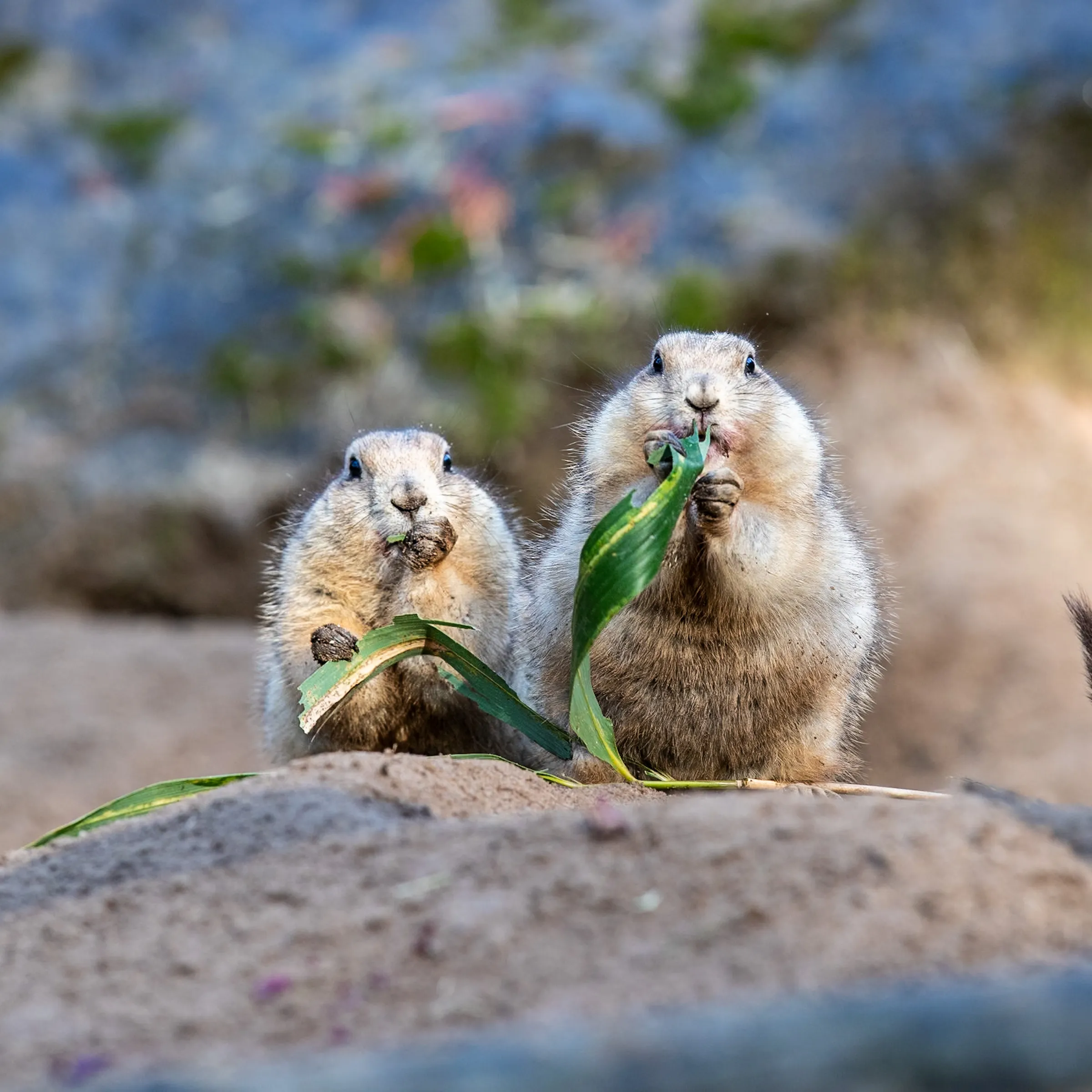 Two prairie dogs standing side by side, both feeding on green leaves