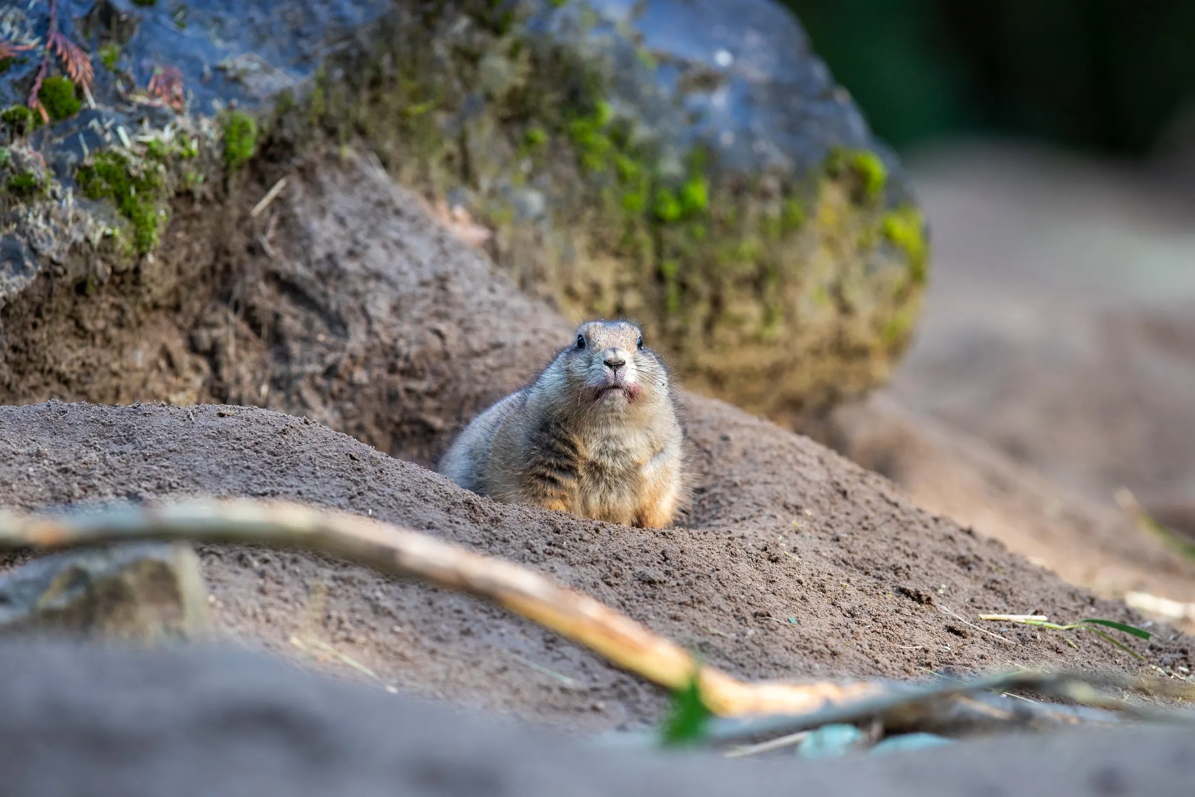 Prairie dog emerging from its burrow beside a moss-covered rock