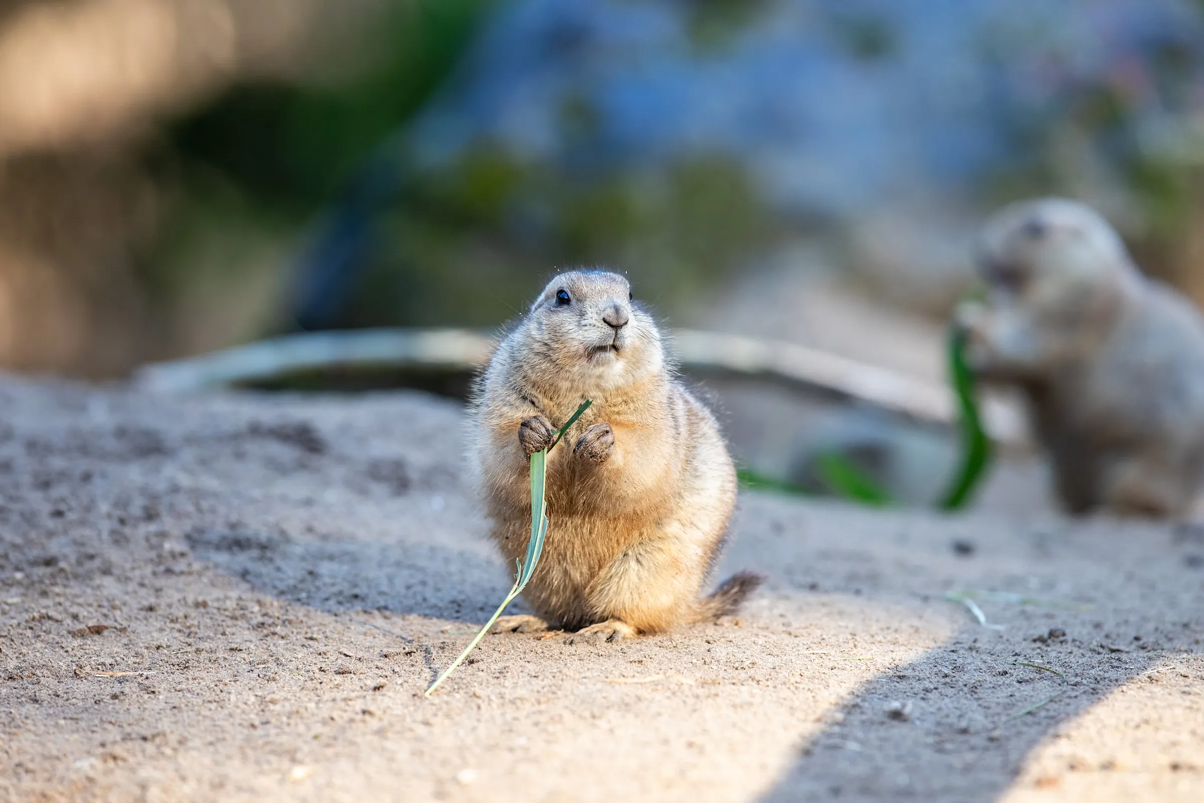 Prairie dog eating a blade of grass, with another prairie dog blurred behind