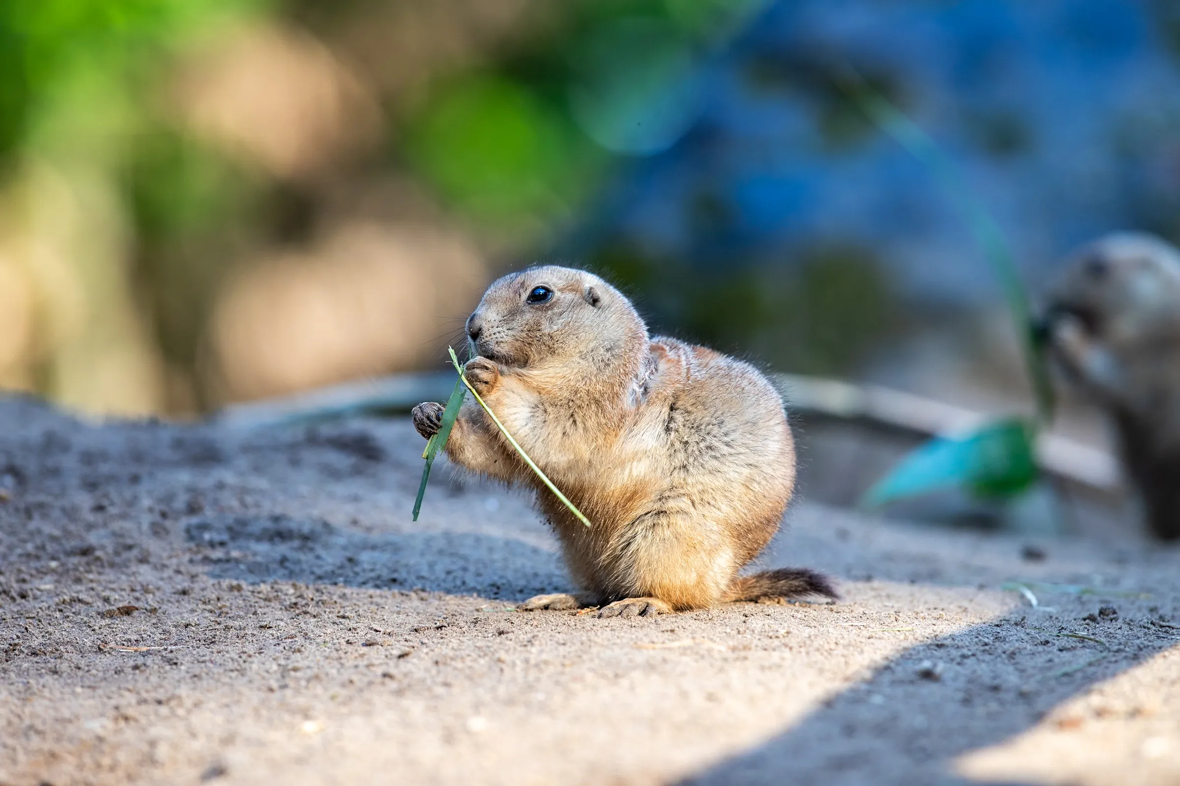 Prairie dog in profile chewing a blade of grass, another prairie dog out of focus in the background