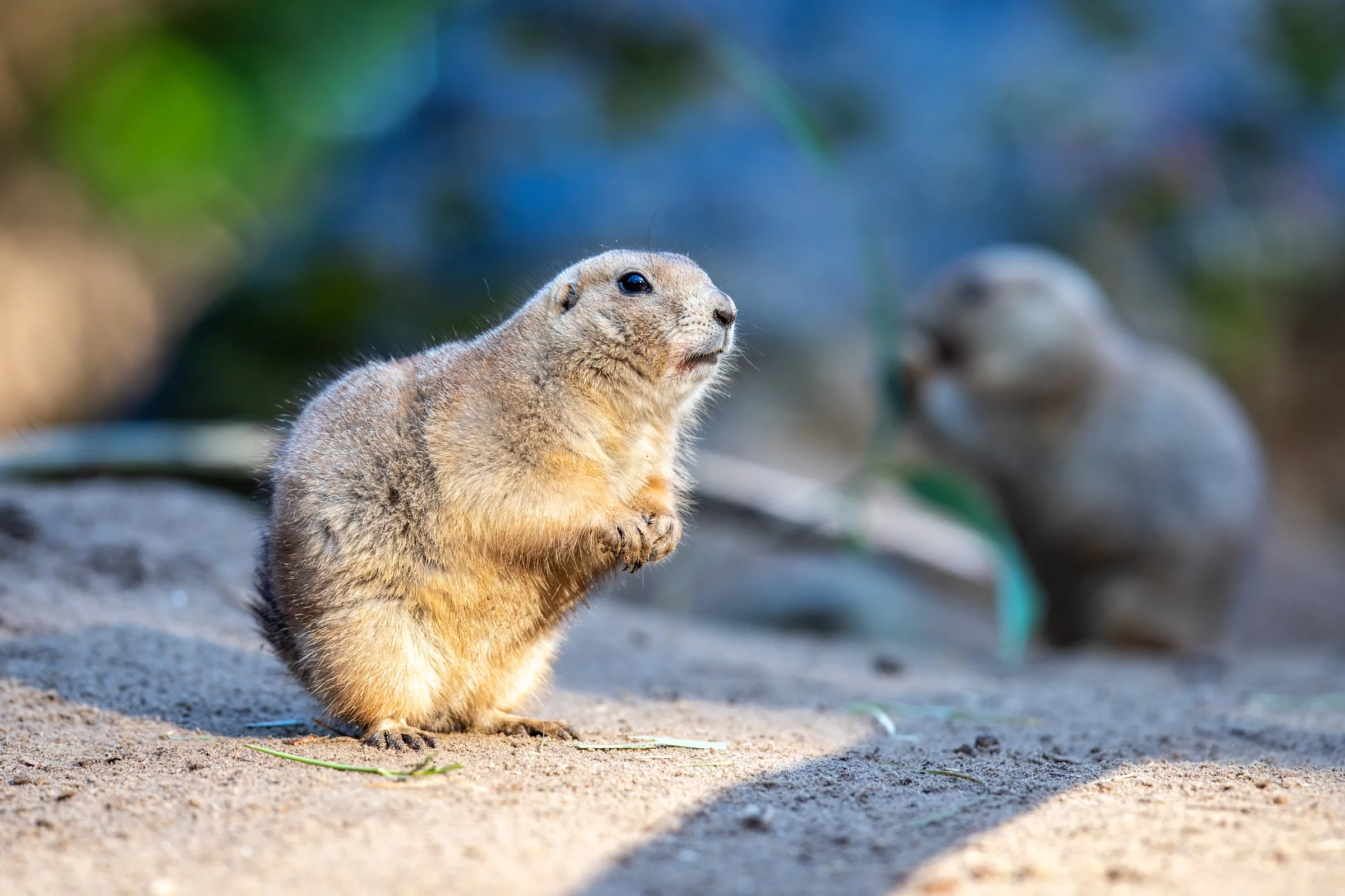 Prairie dog standing upright and alert, another prairie dog blurred in the background