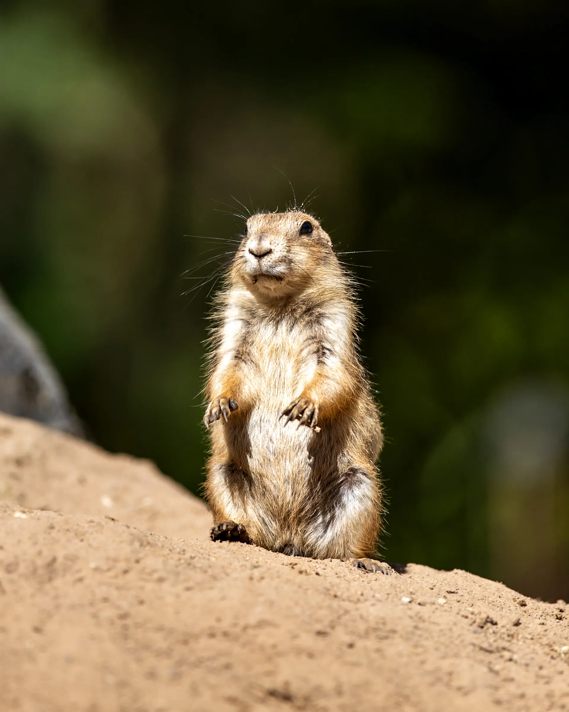 Prairie dog standing upright at its burrow entrance, forepaws raised
