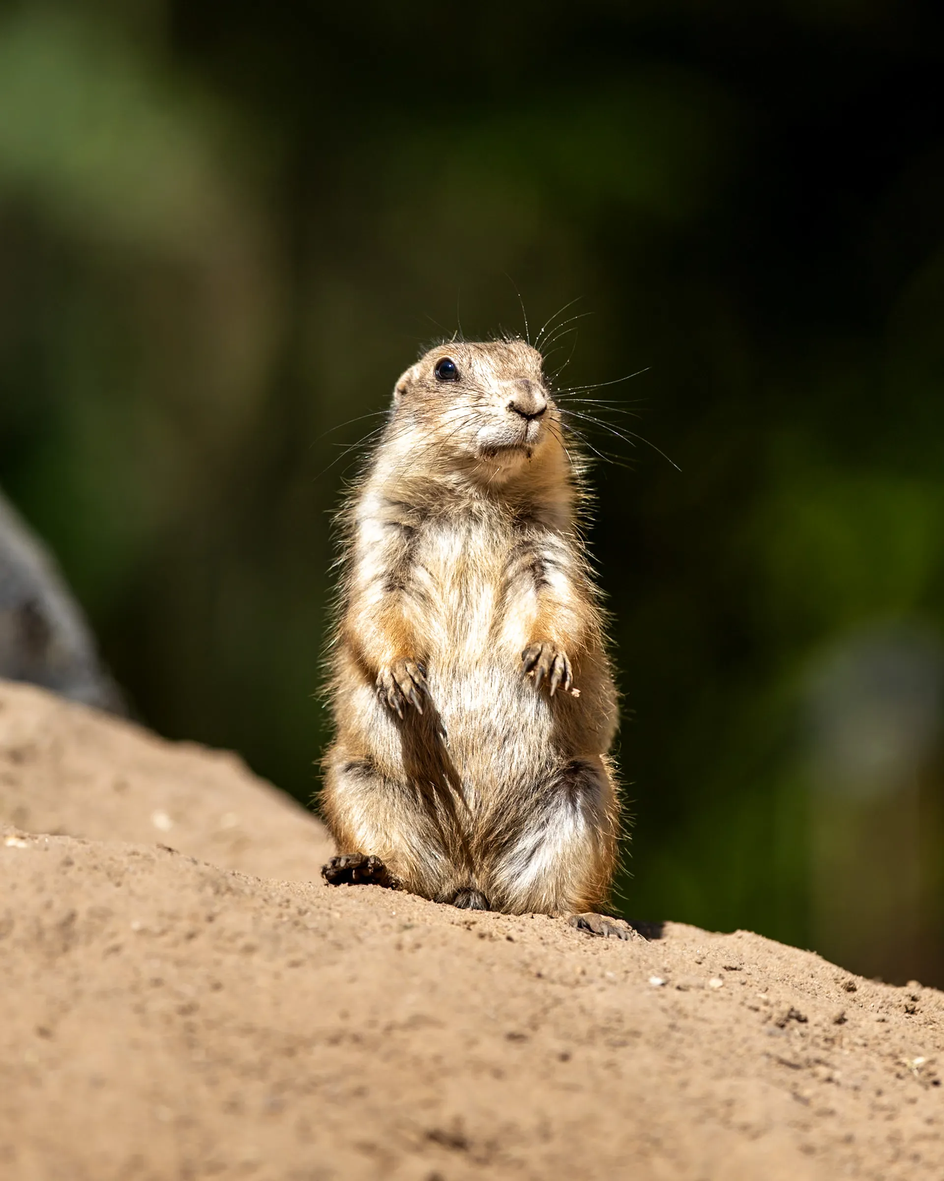 Prairie dog standing upright, looking off to the side with forepaws raised